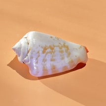 A shiny seashell rests on a peach-colored surface.