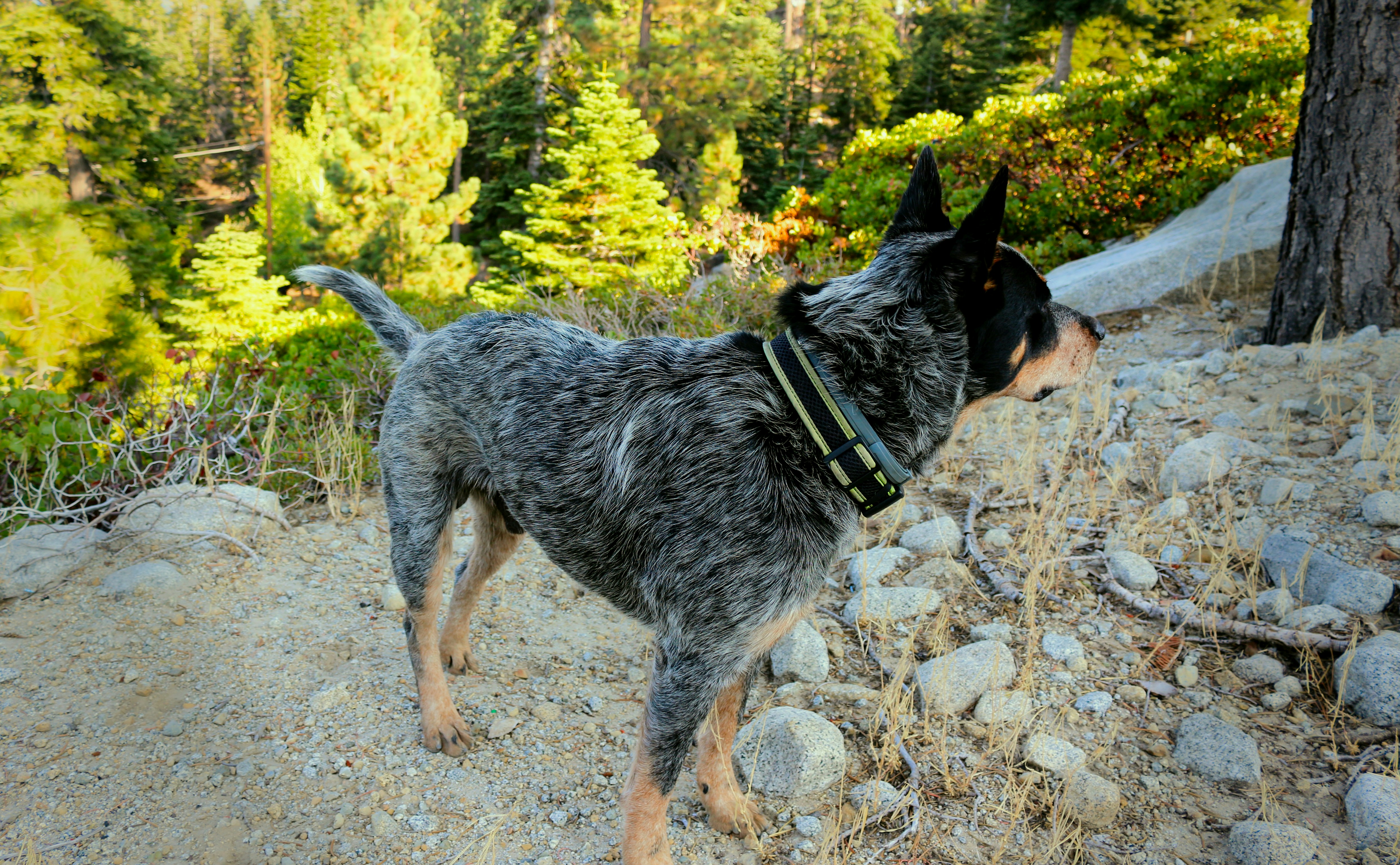 A blue heeler dog stands alert in the forest.