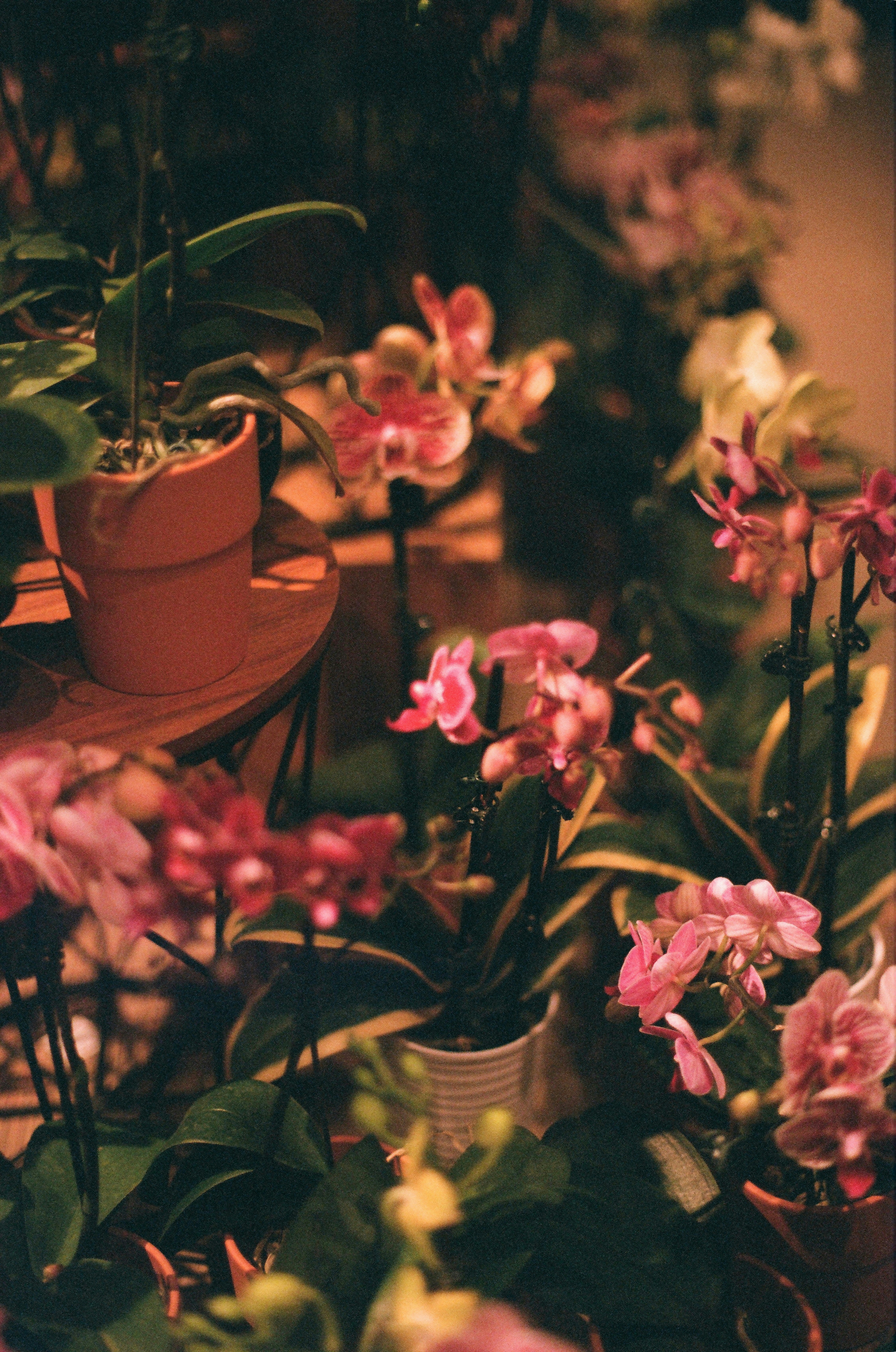 Orchids are flourishing, showcasing a vibrant scene.