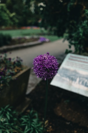 A purple flower blooms in a garden setting.