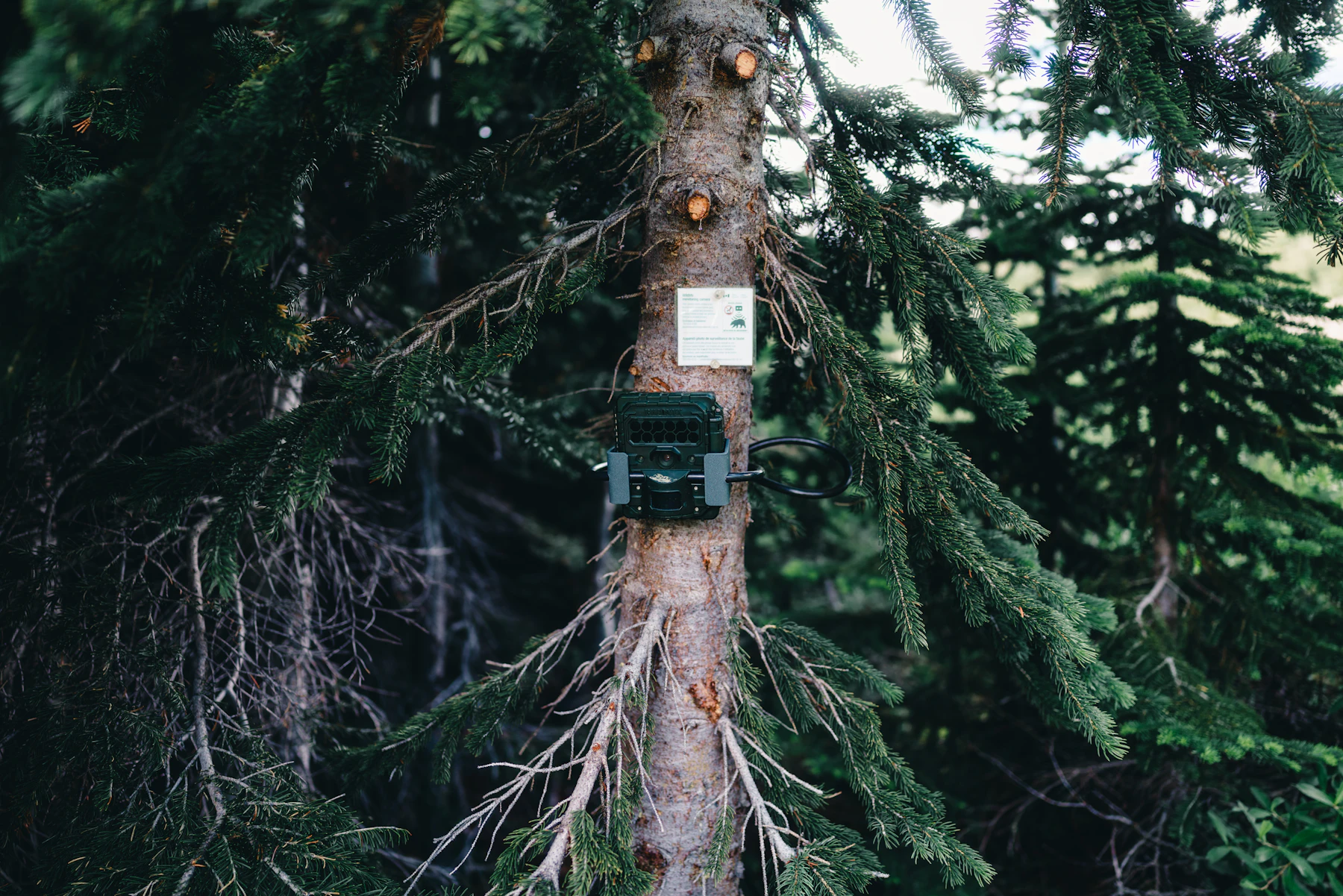 A camouflage trail camera strapped to the trunk of a spruce tree