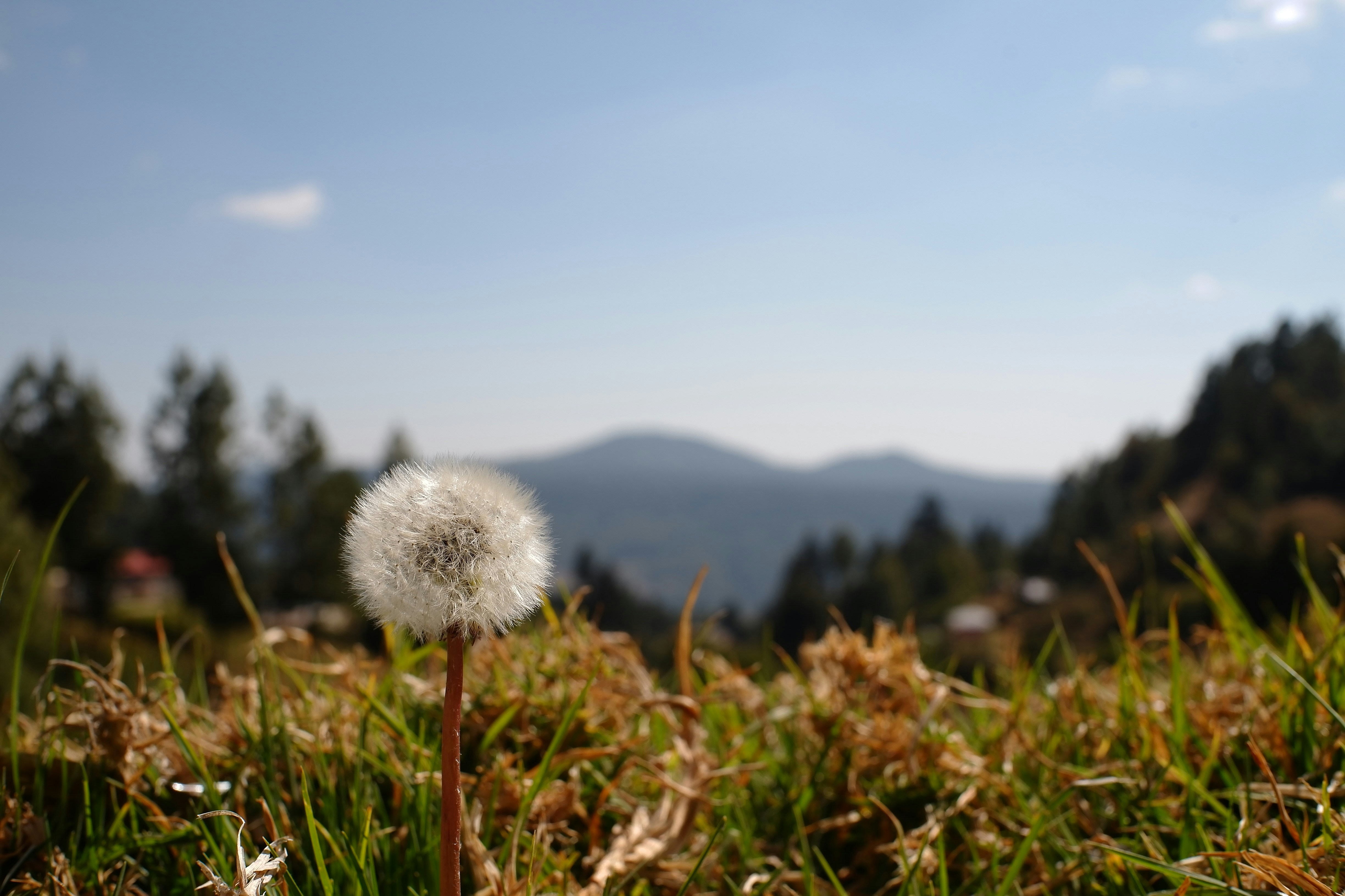 Ein Löwenzahn blüht vor einer bergigen Kulisse.