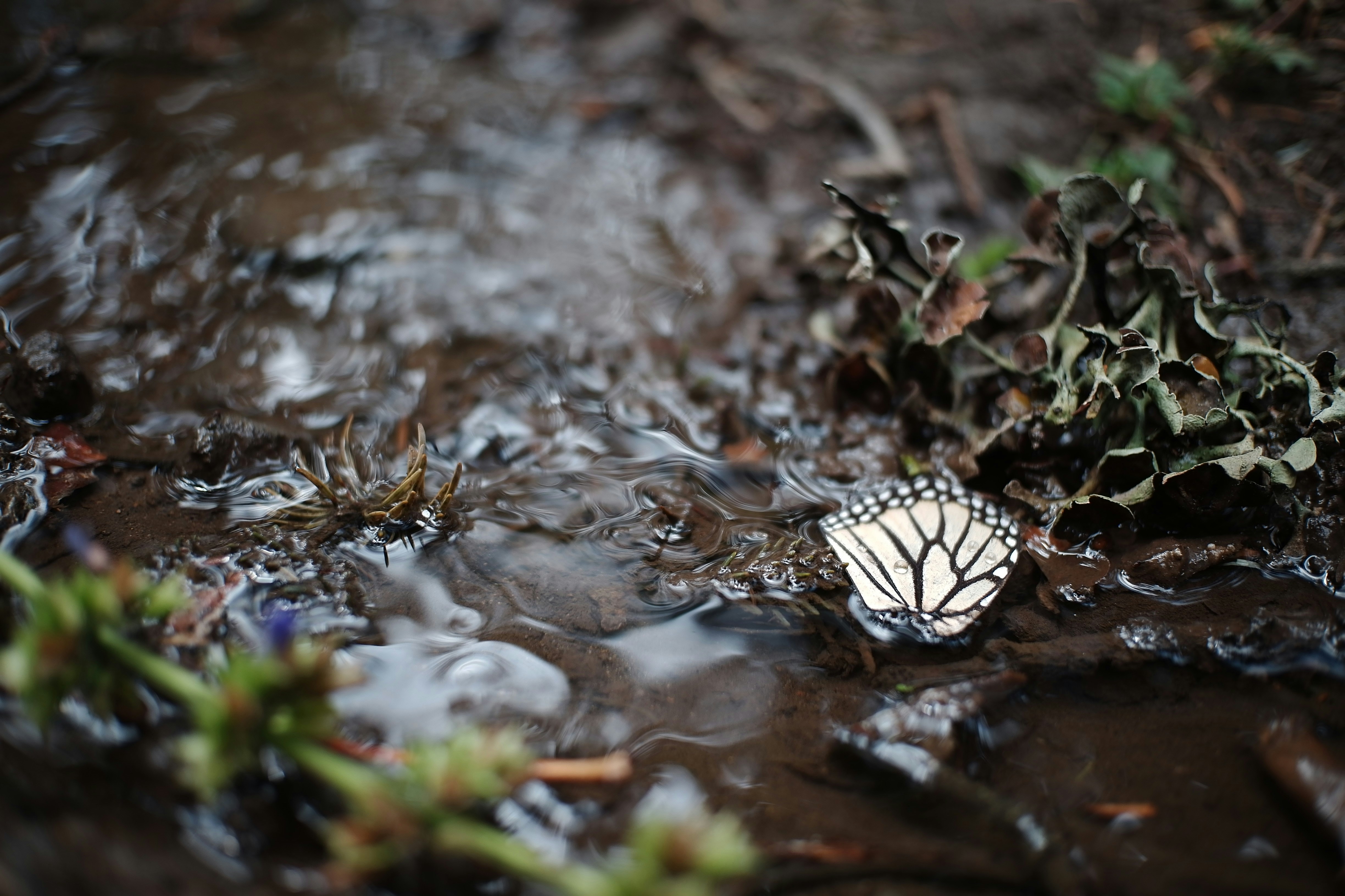 Ein Schmetterling sitzt im Schlamm in der Nähe von Wasser.