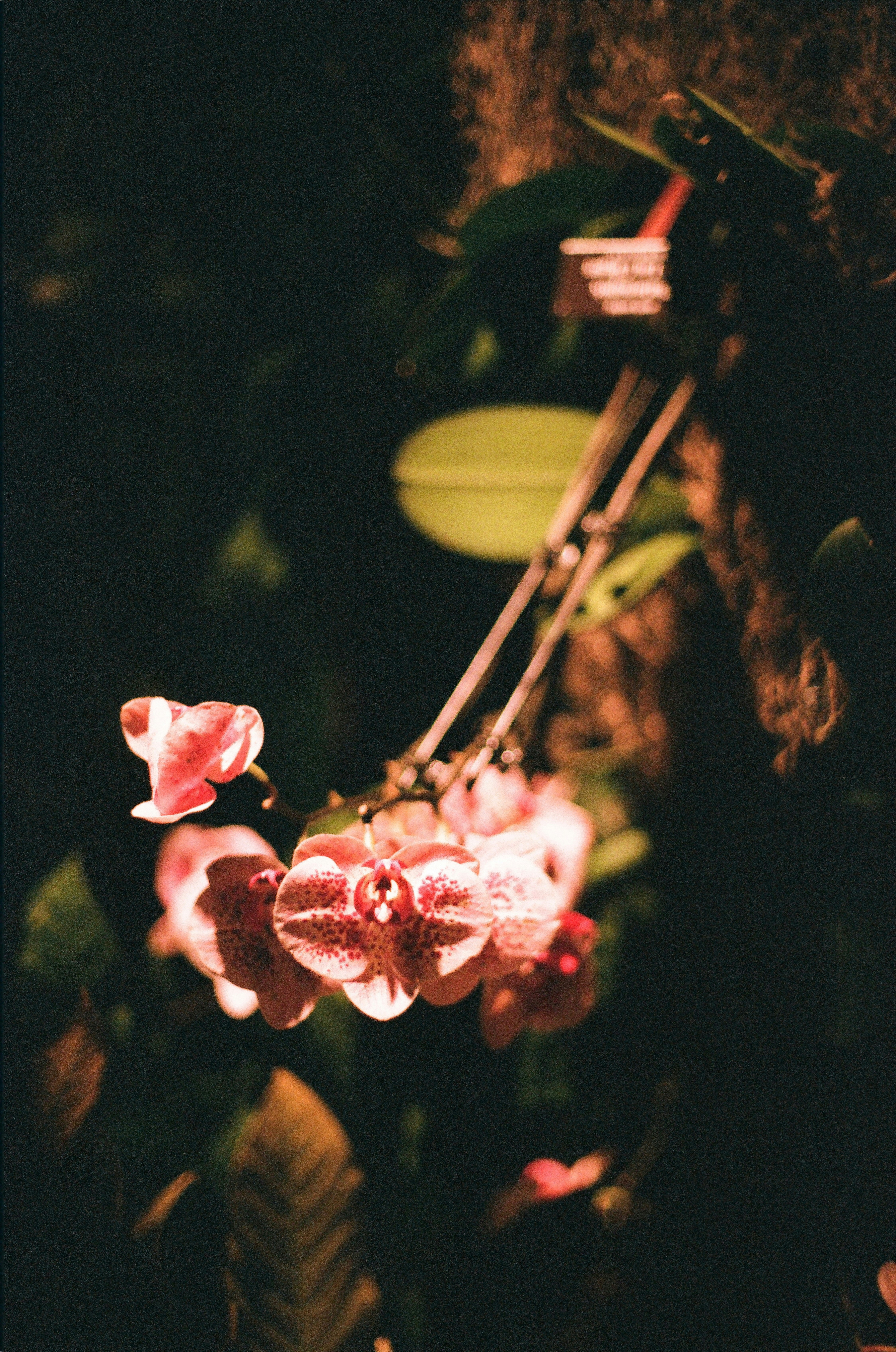 Orchid flowers blooming in a dimly lit environment.