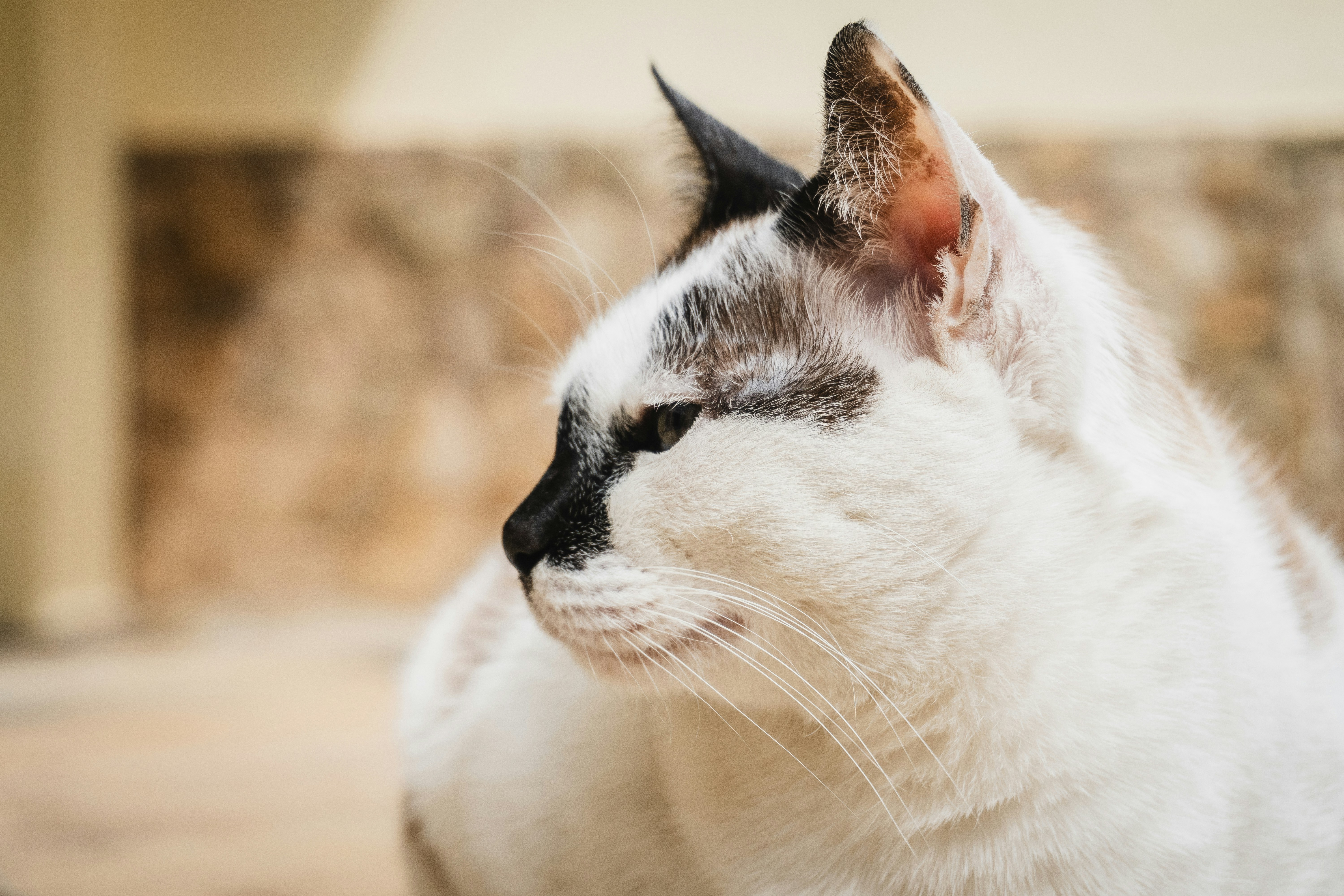 Photo by theguilhermeramos