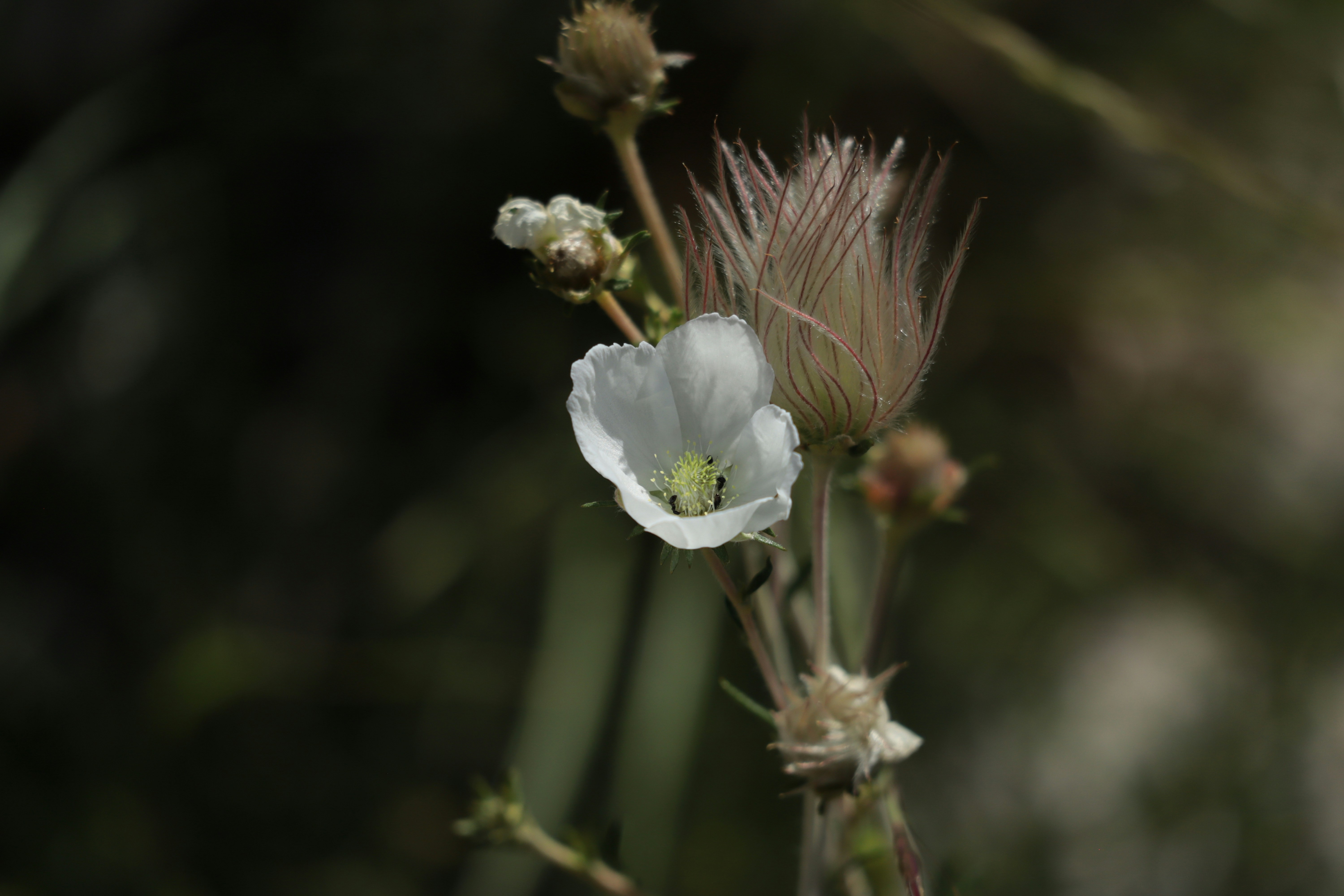 A delicate white flower and seed pod.