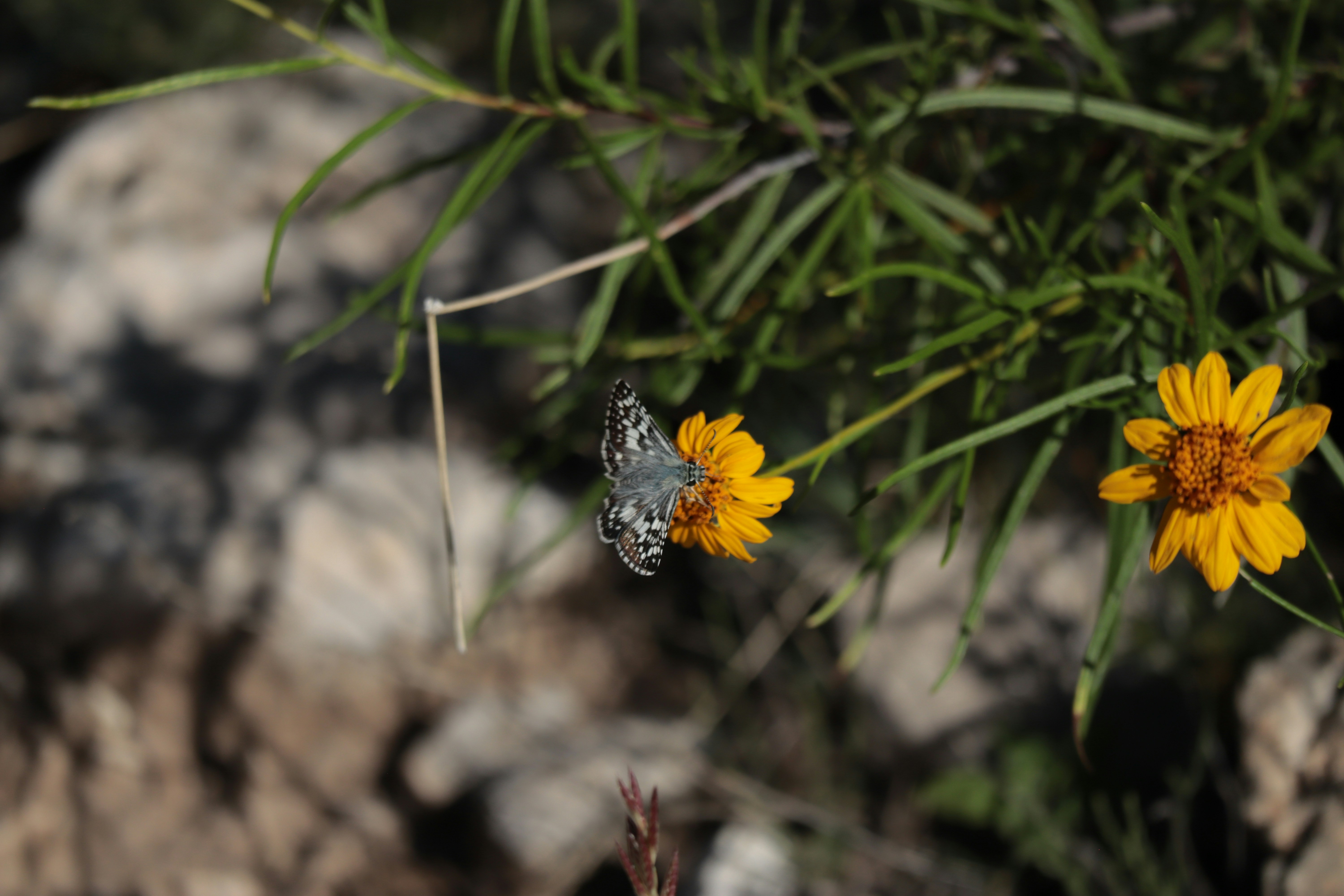 A butterfly rests on a yellow flower.