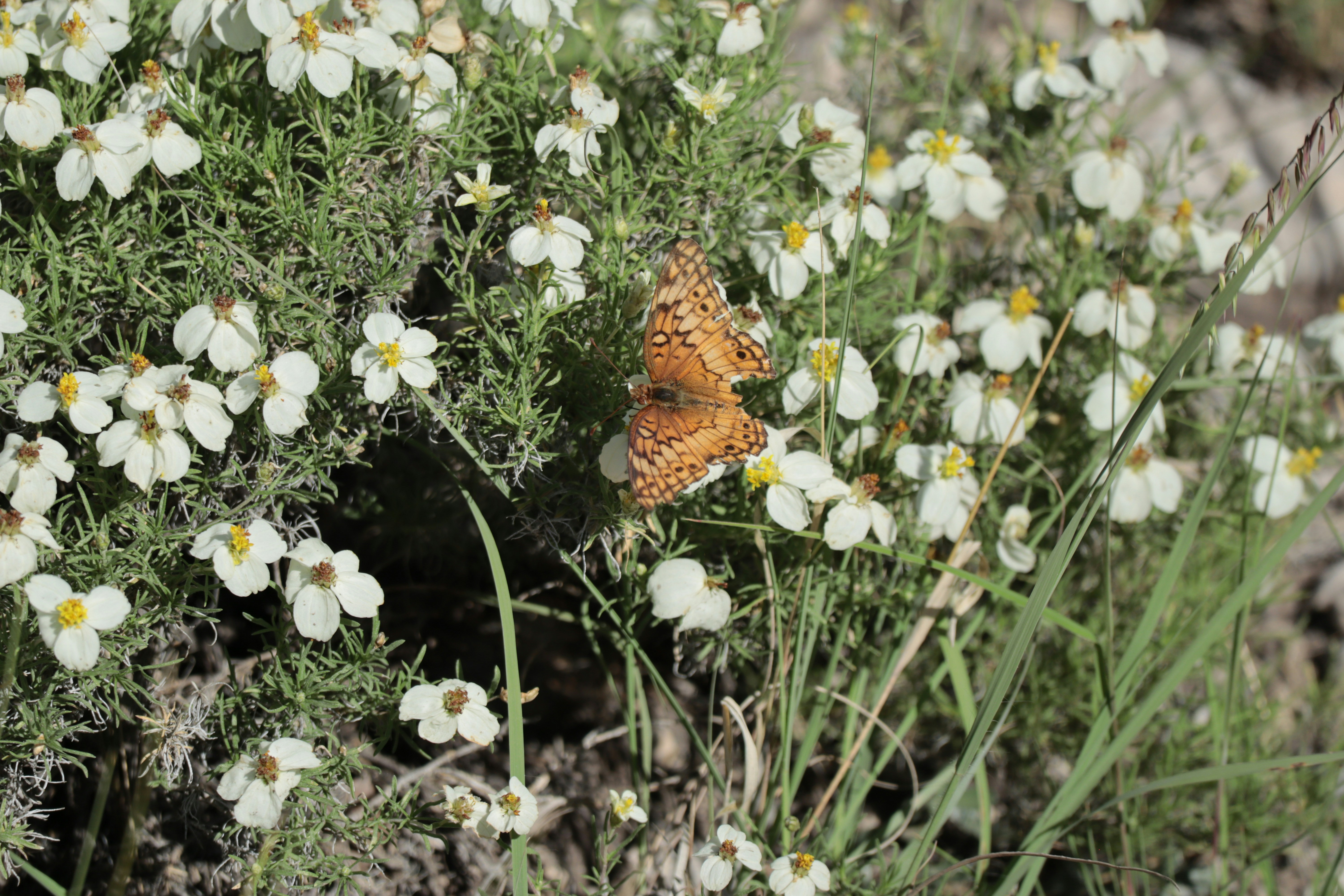 A butterfly lands on white flowers.