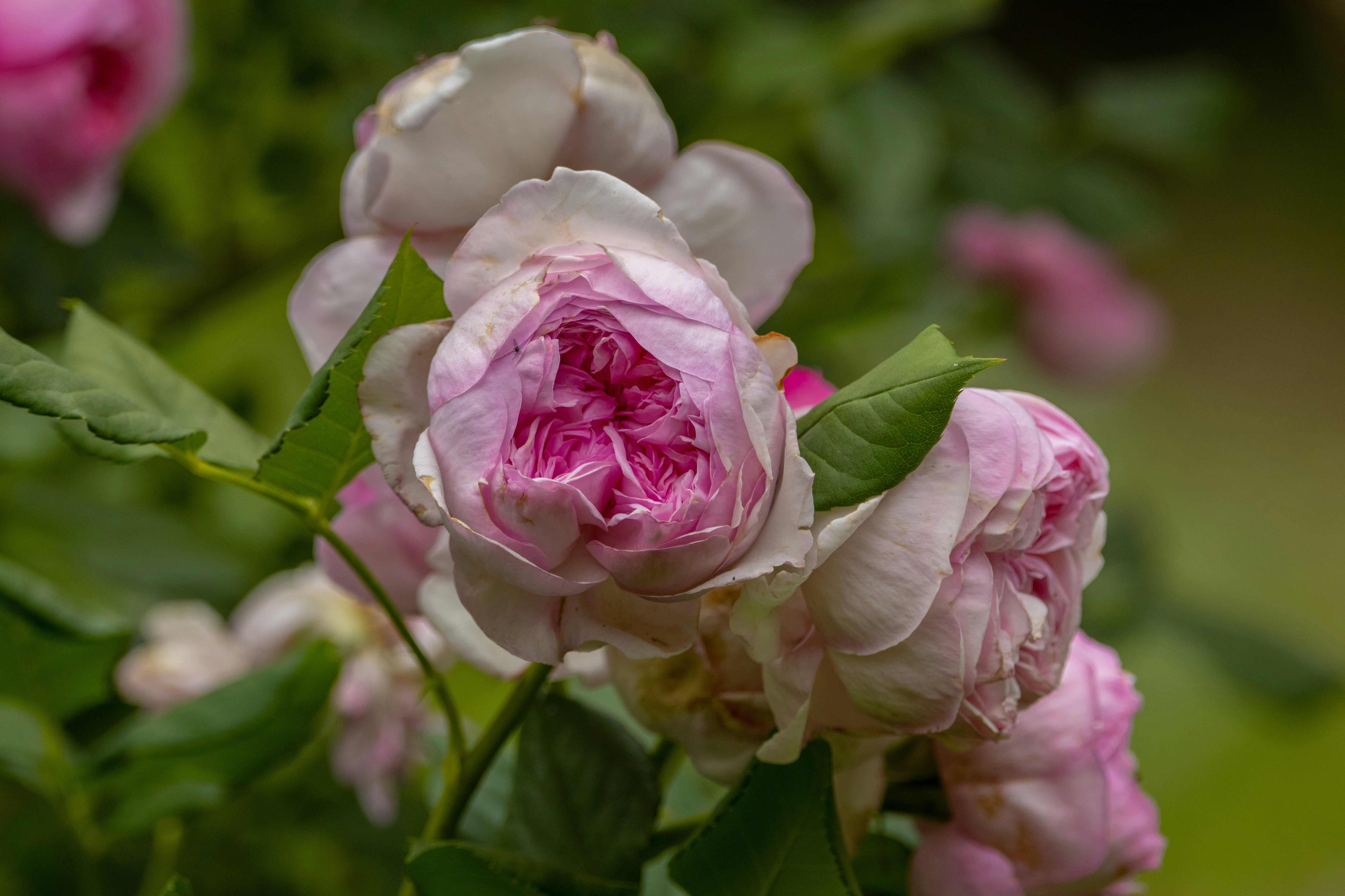 Photo by siegfriedpoepperl