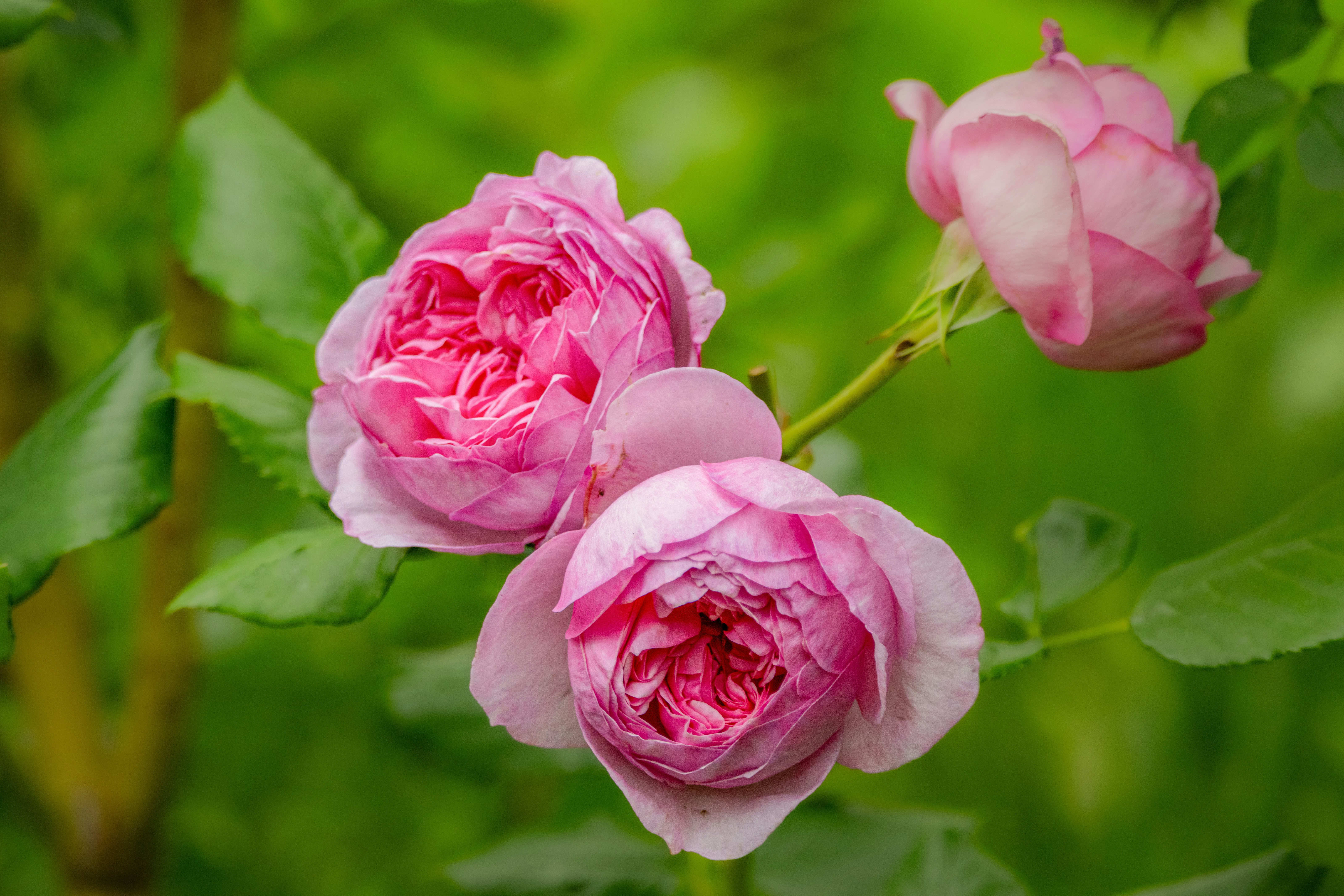 Photo by siegfriedpoepperl