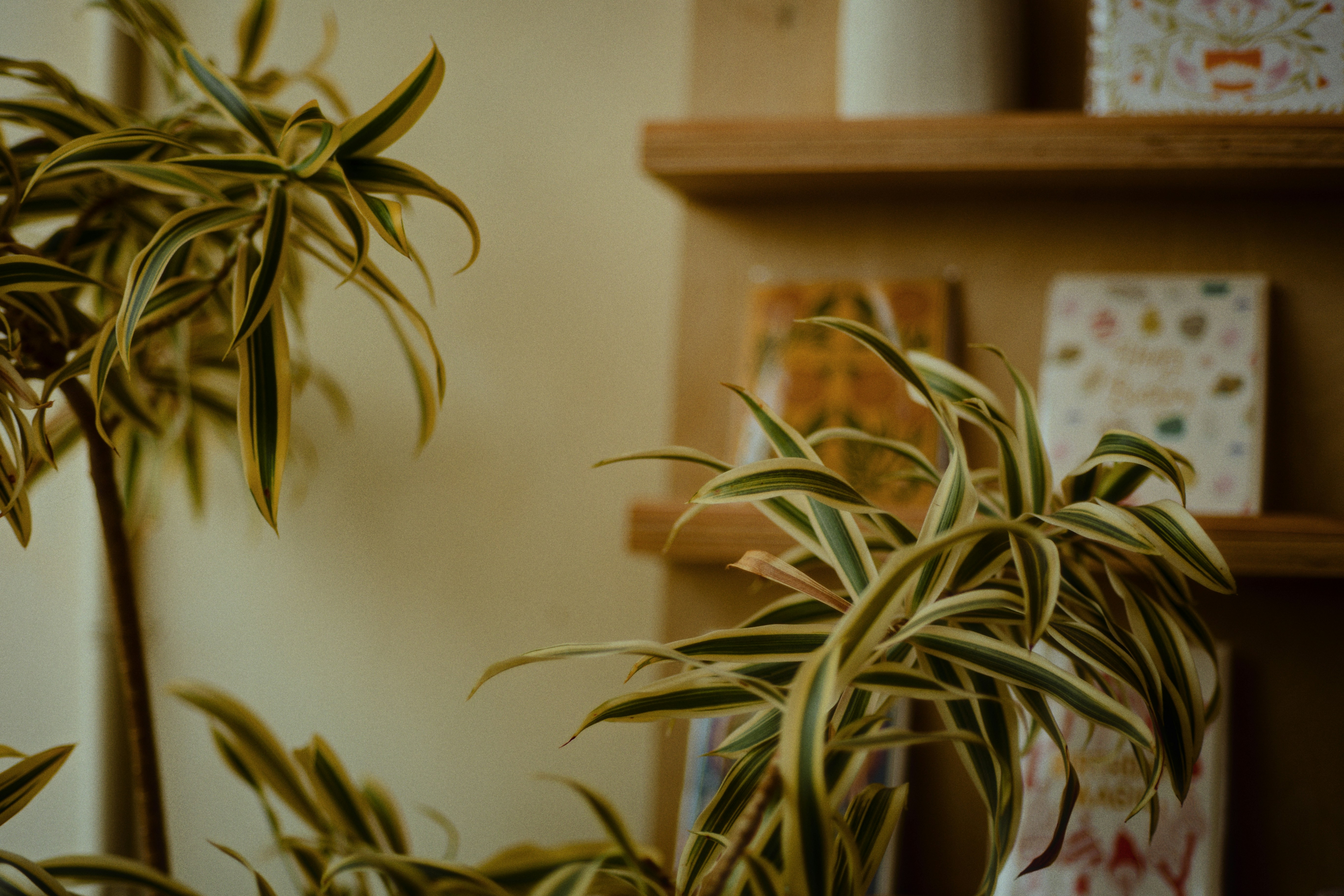Plants sit near a shelf with books.