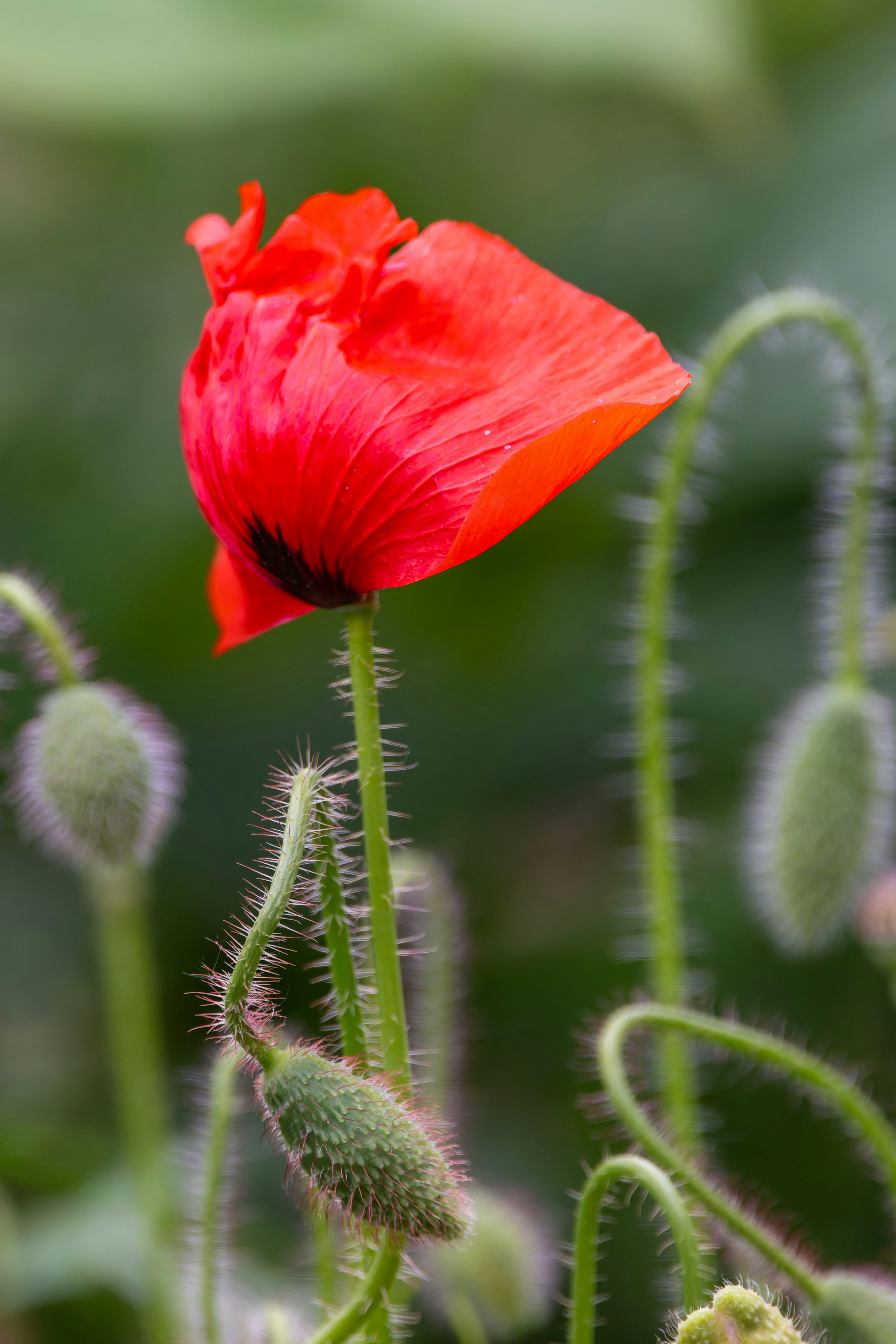 Photo by siegfriedpoepperl