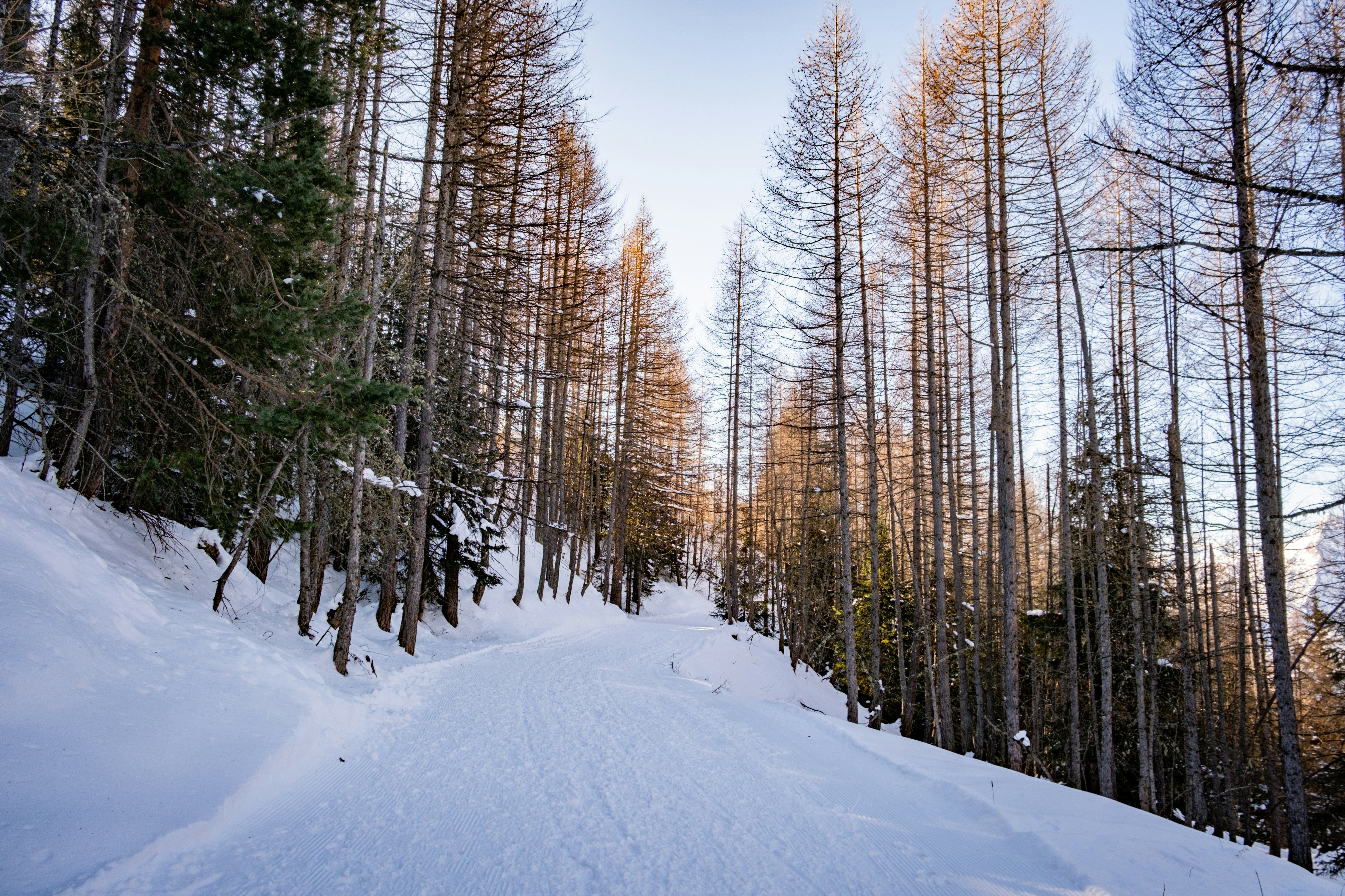 A snowy path through a forest