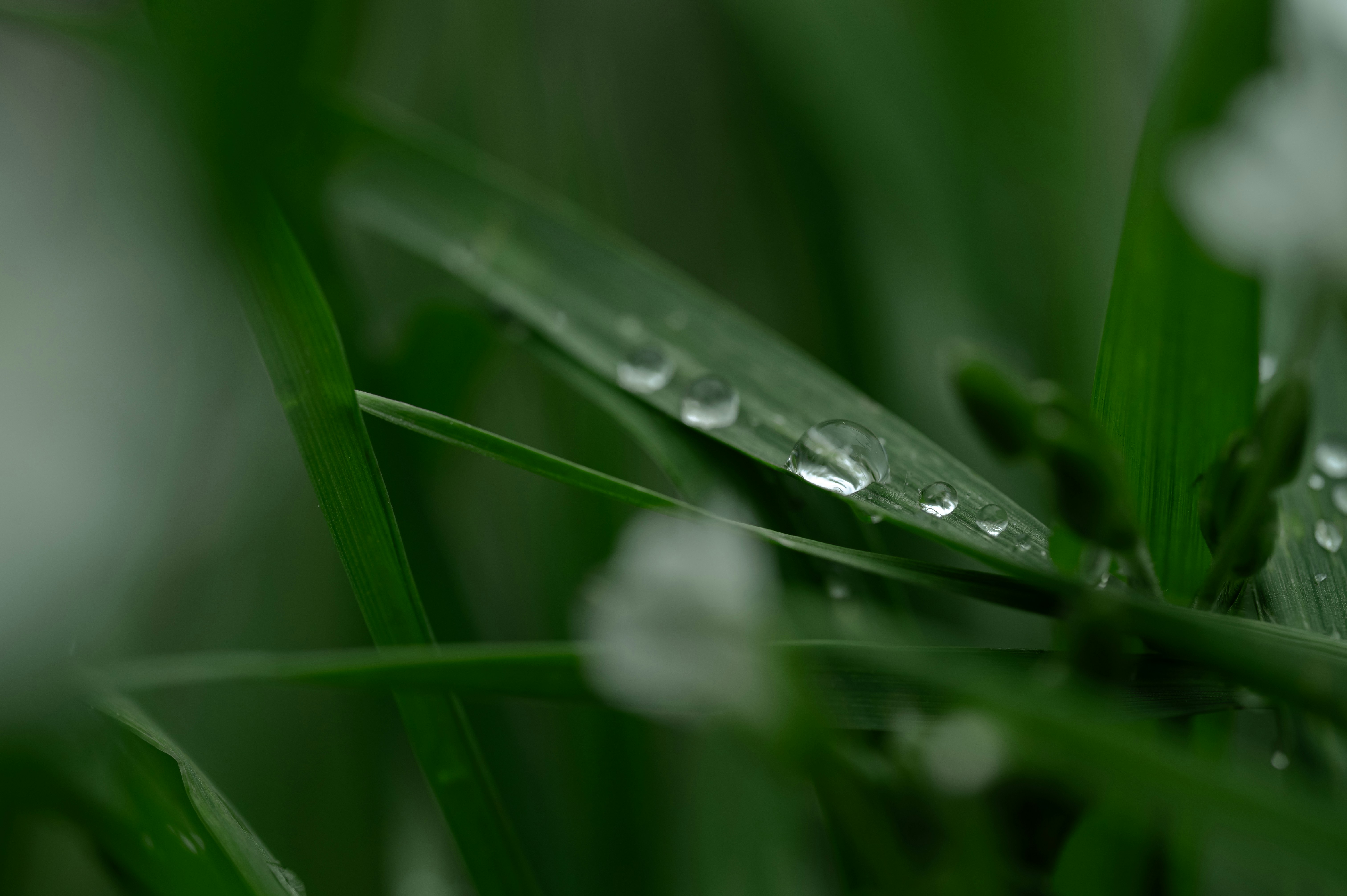 Photo by volodymyr_leush