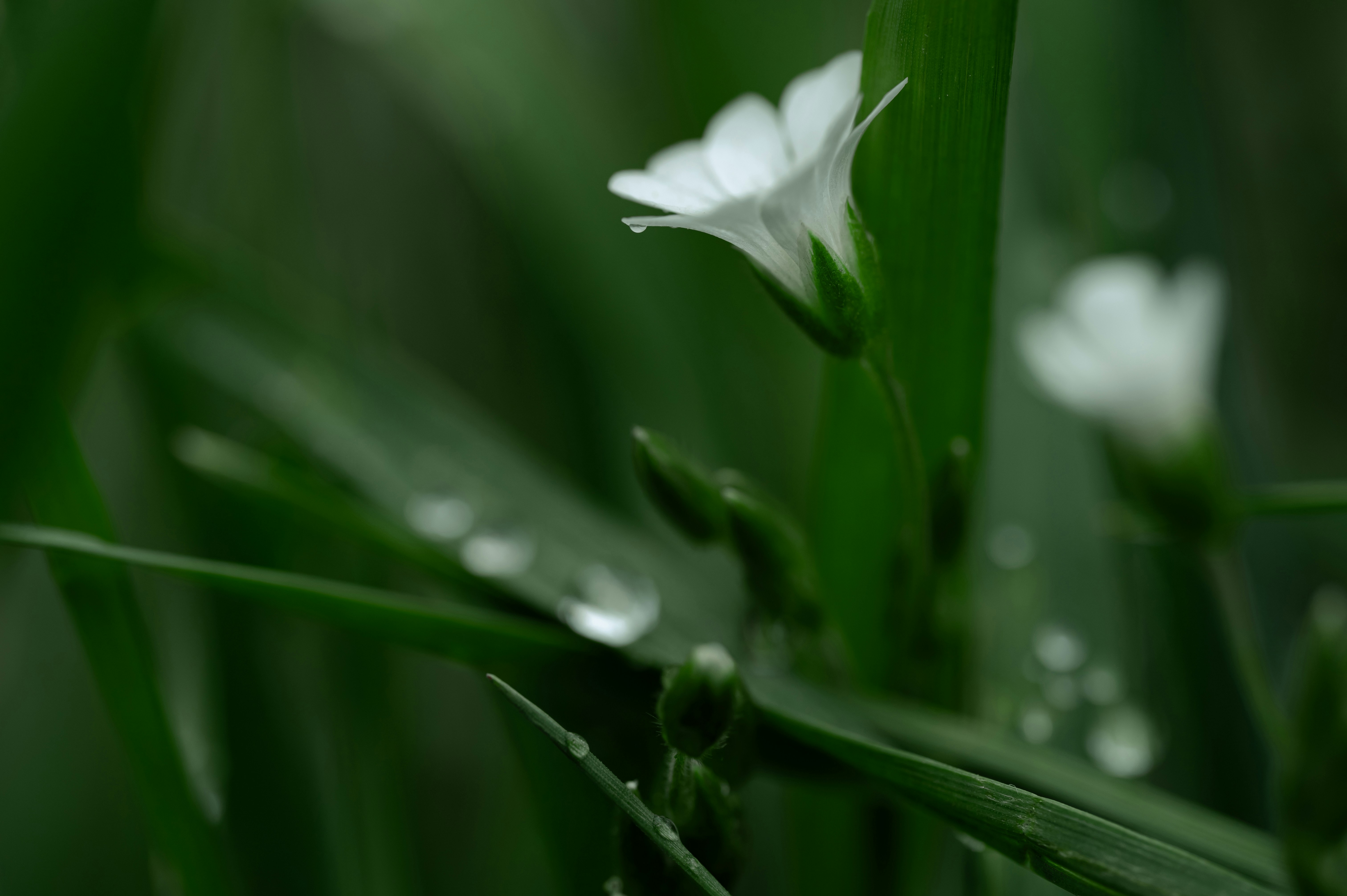 Photo by volodymyr_leush