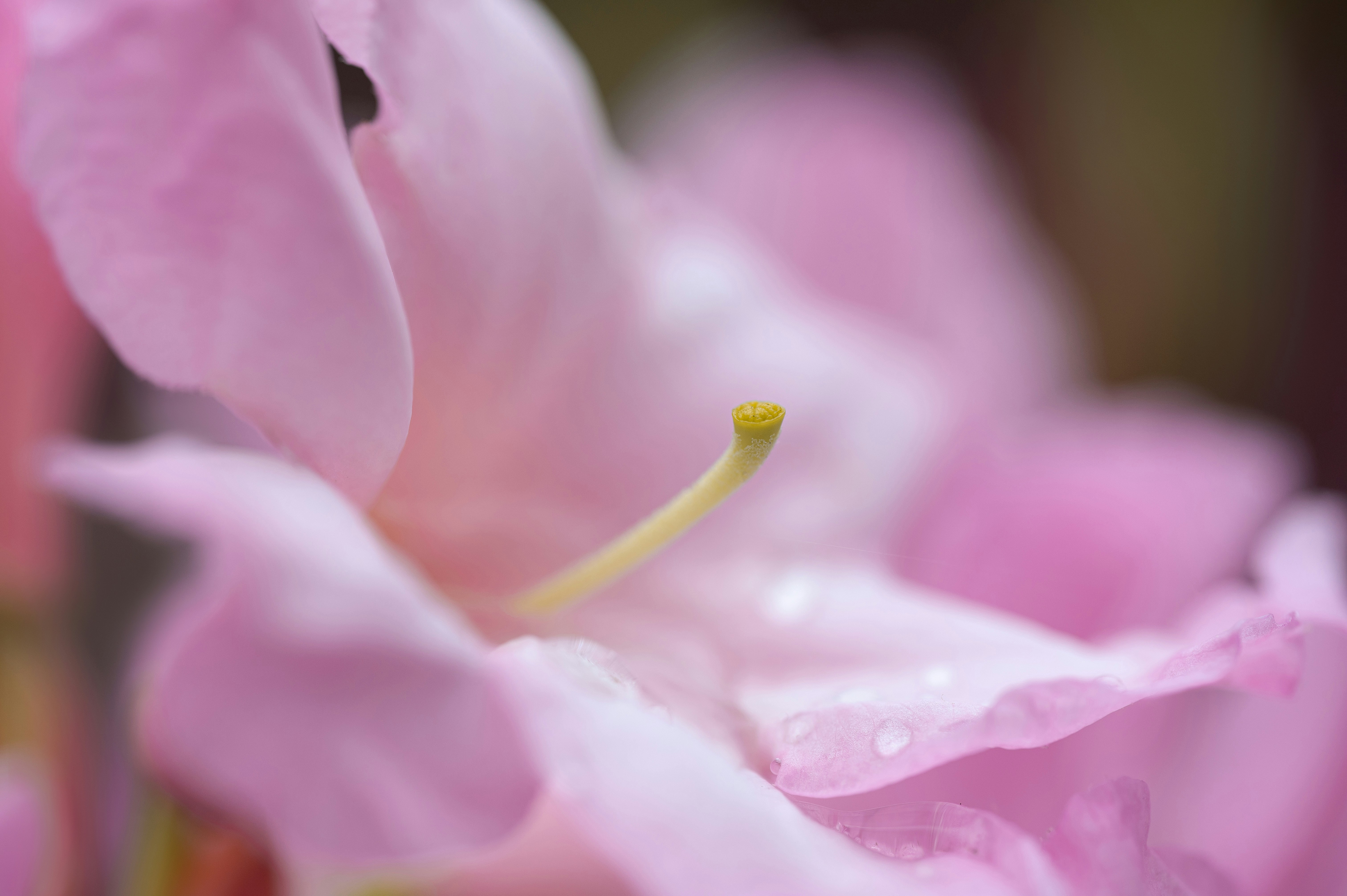 Photo by volodymyr_leush