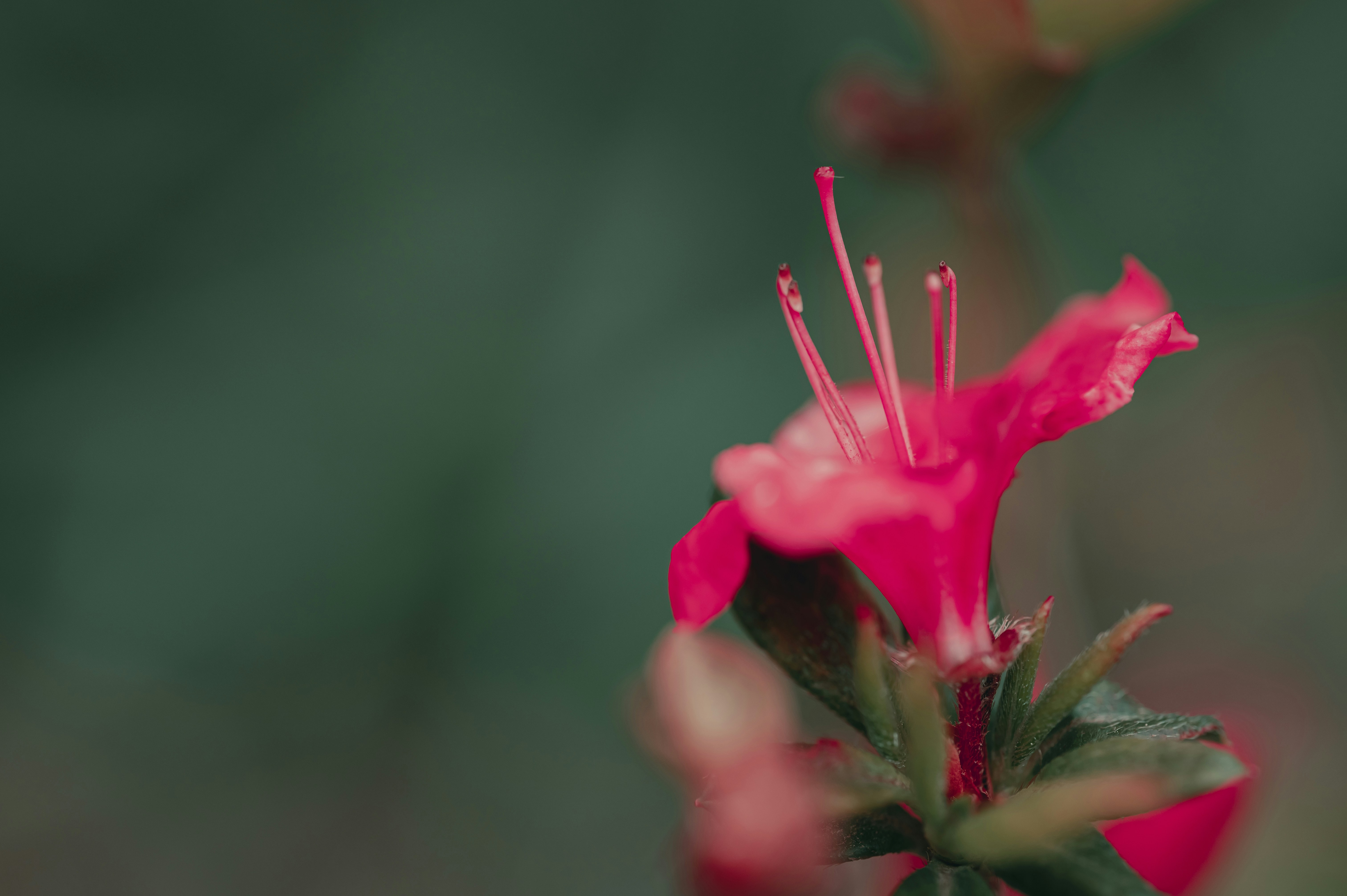 Photo by volodymyr_leush