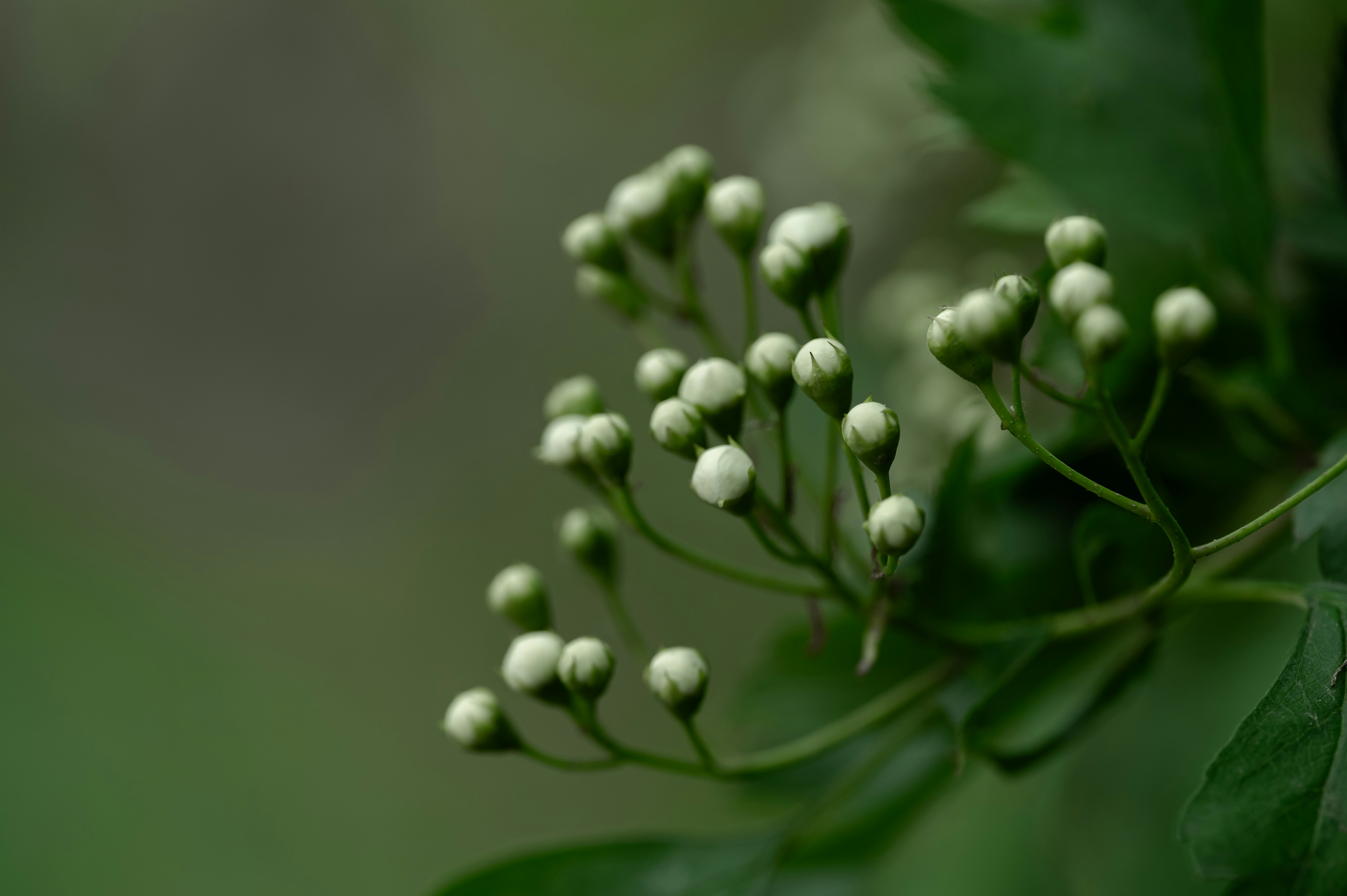 Photo by volodymyr_leush