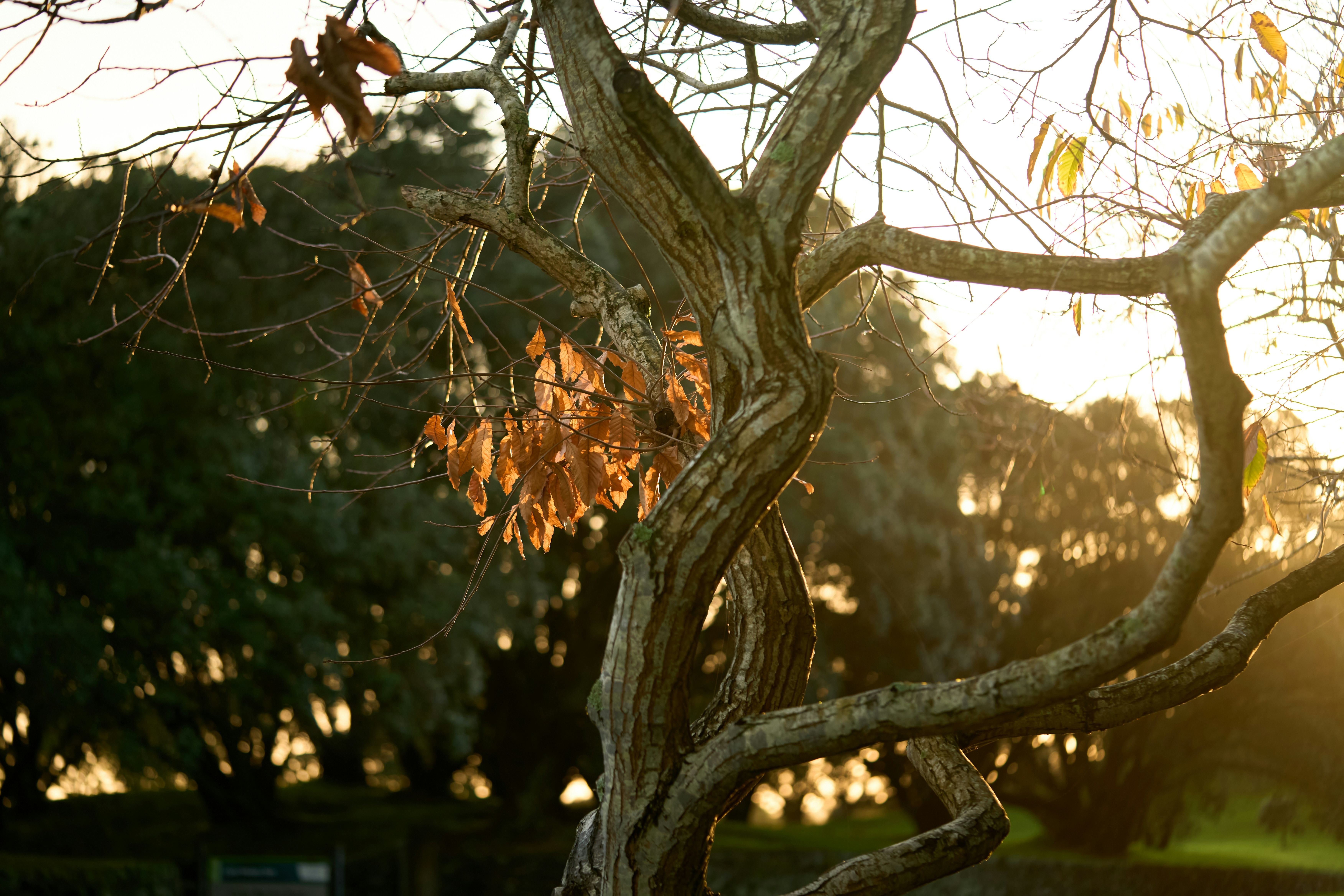 A twisted tree with dry leaves stands tall.