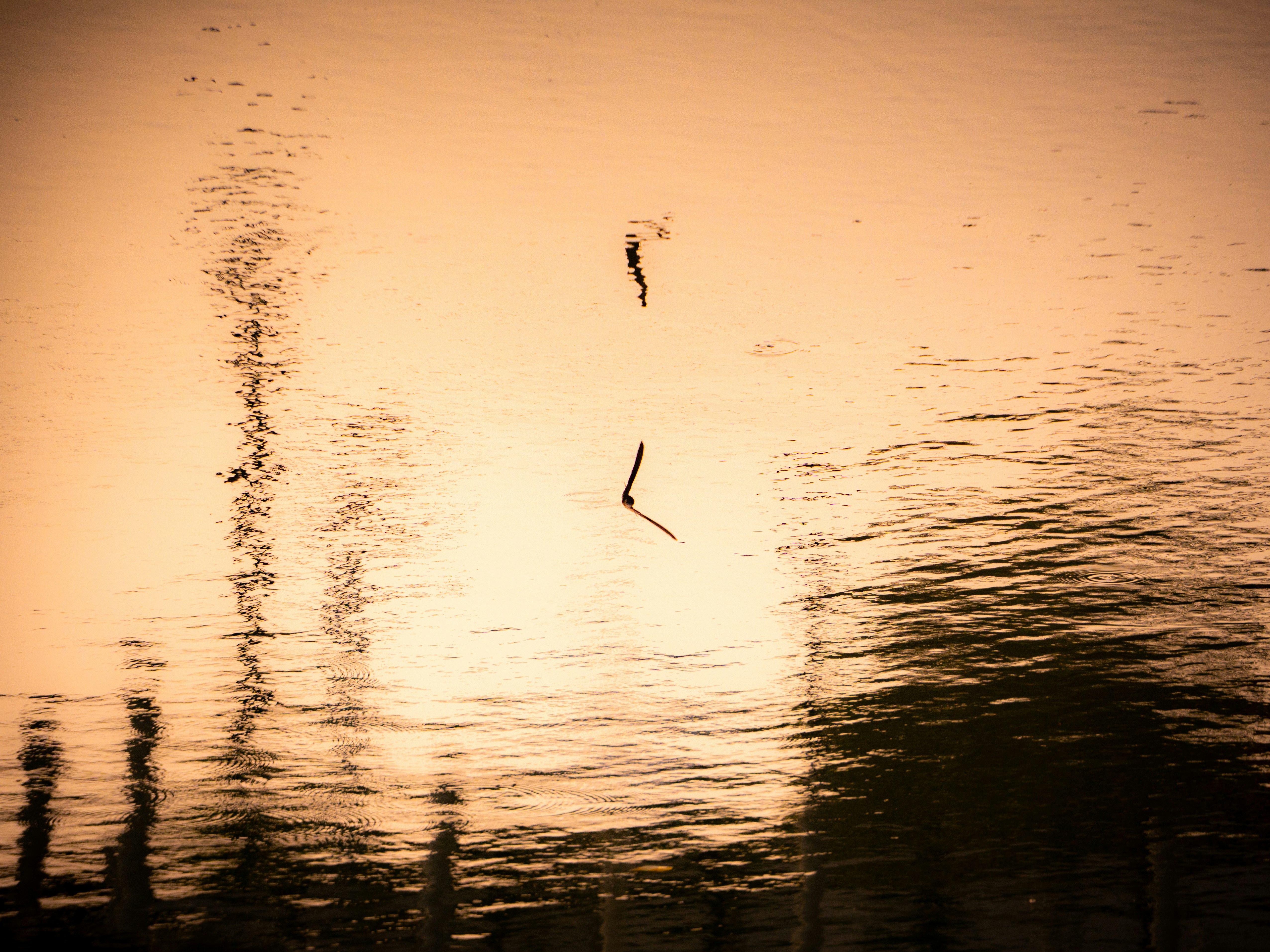 Photo by vicko_fidelis