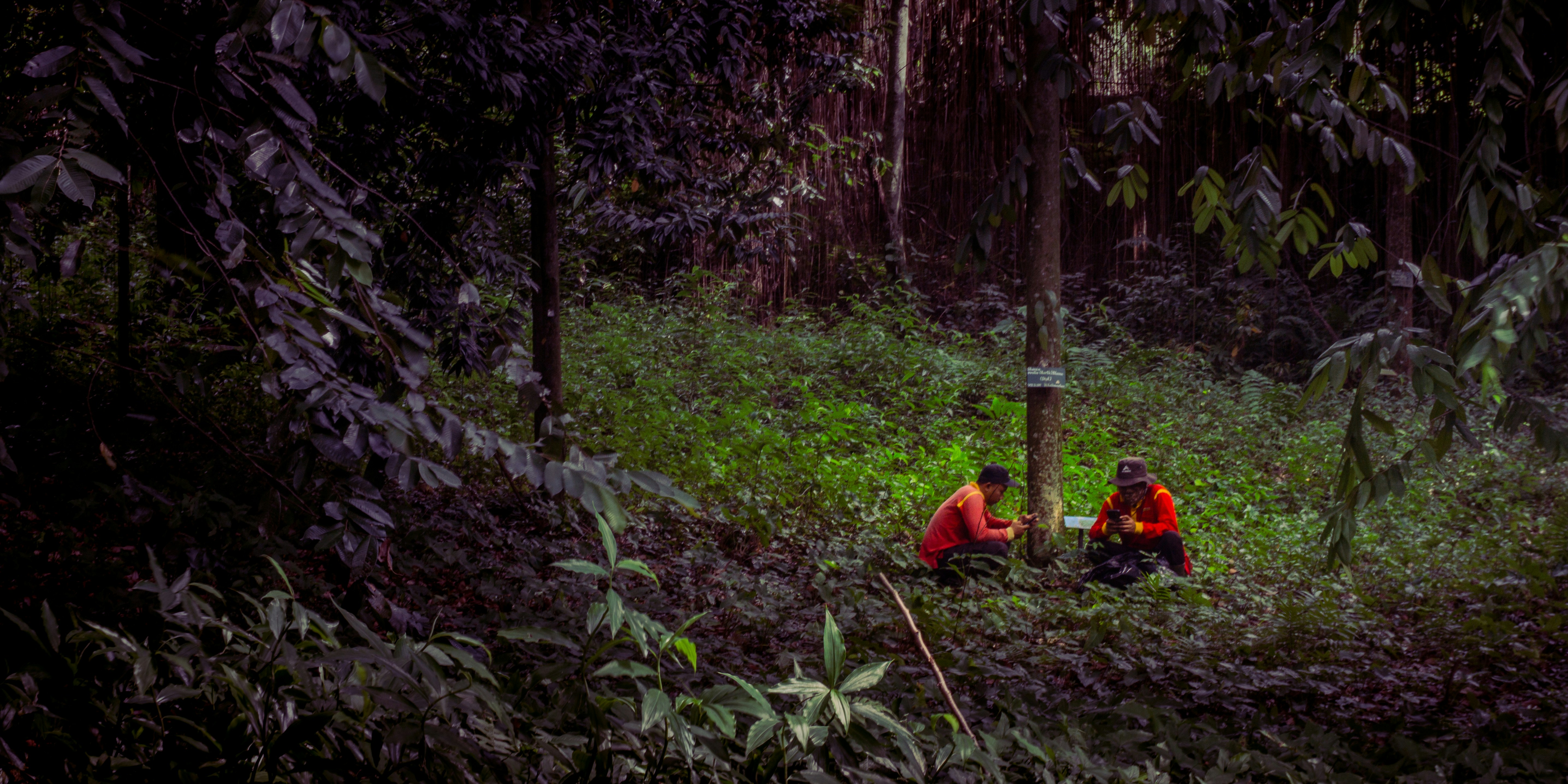 Two people work in a forest.