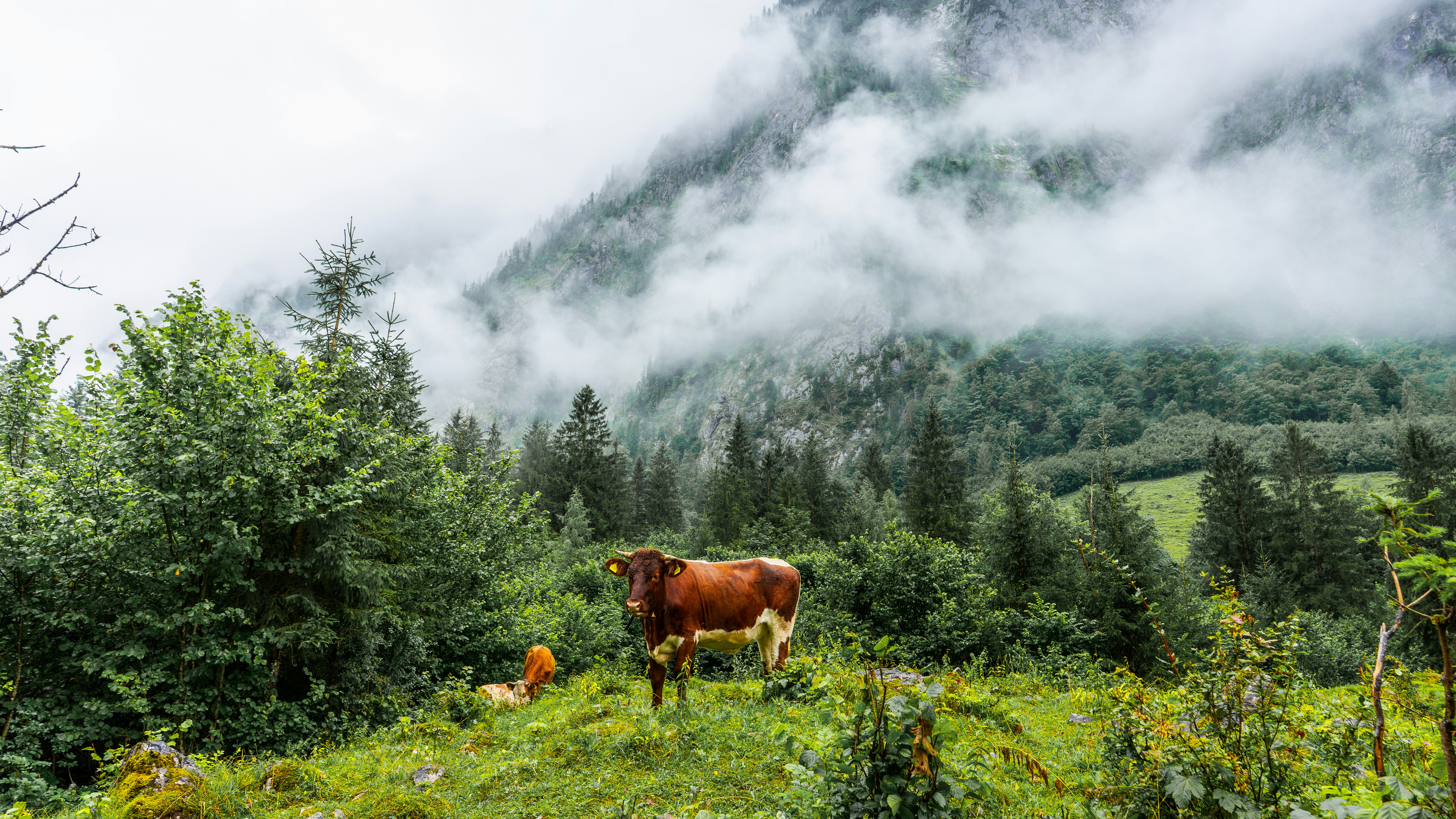 Photo by danielsiebert