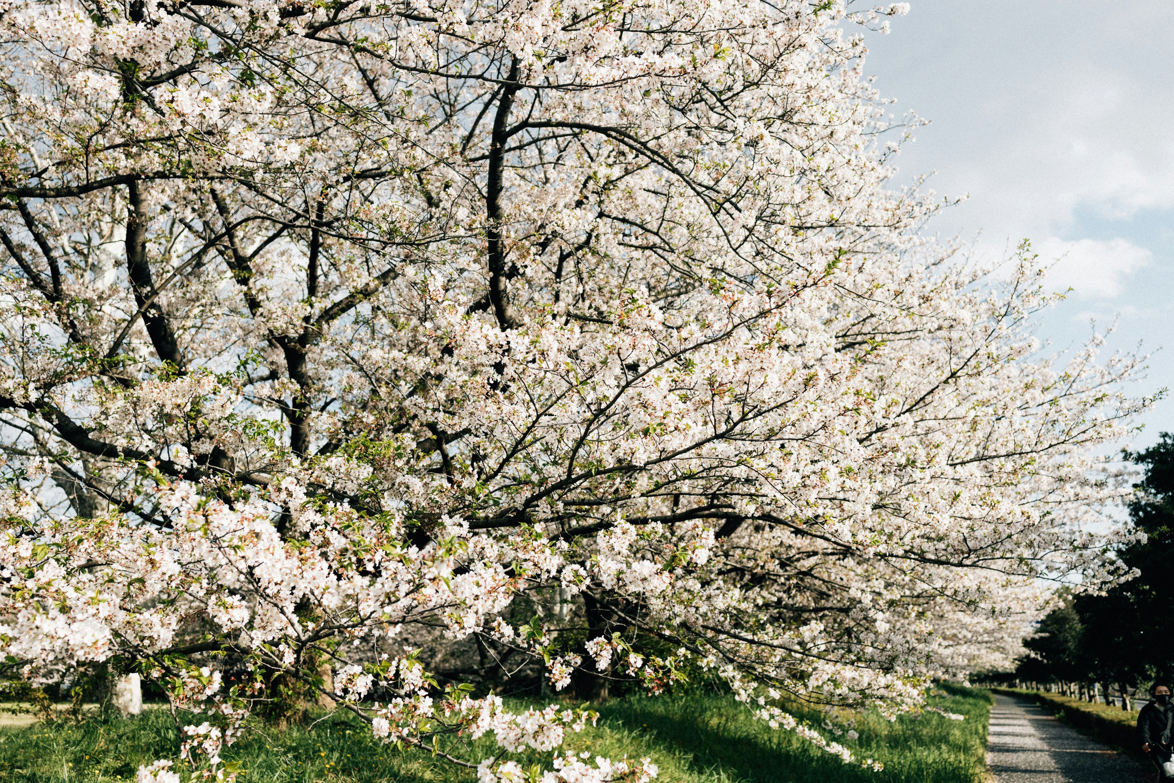 Photo by tsuyoshikozu