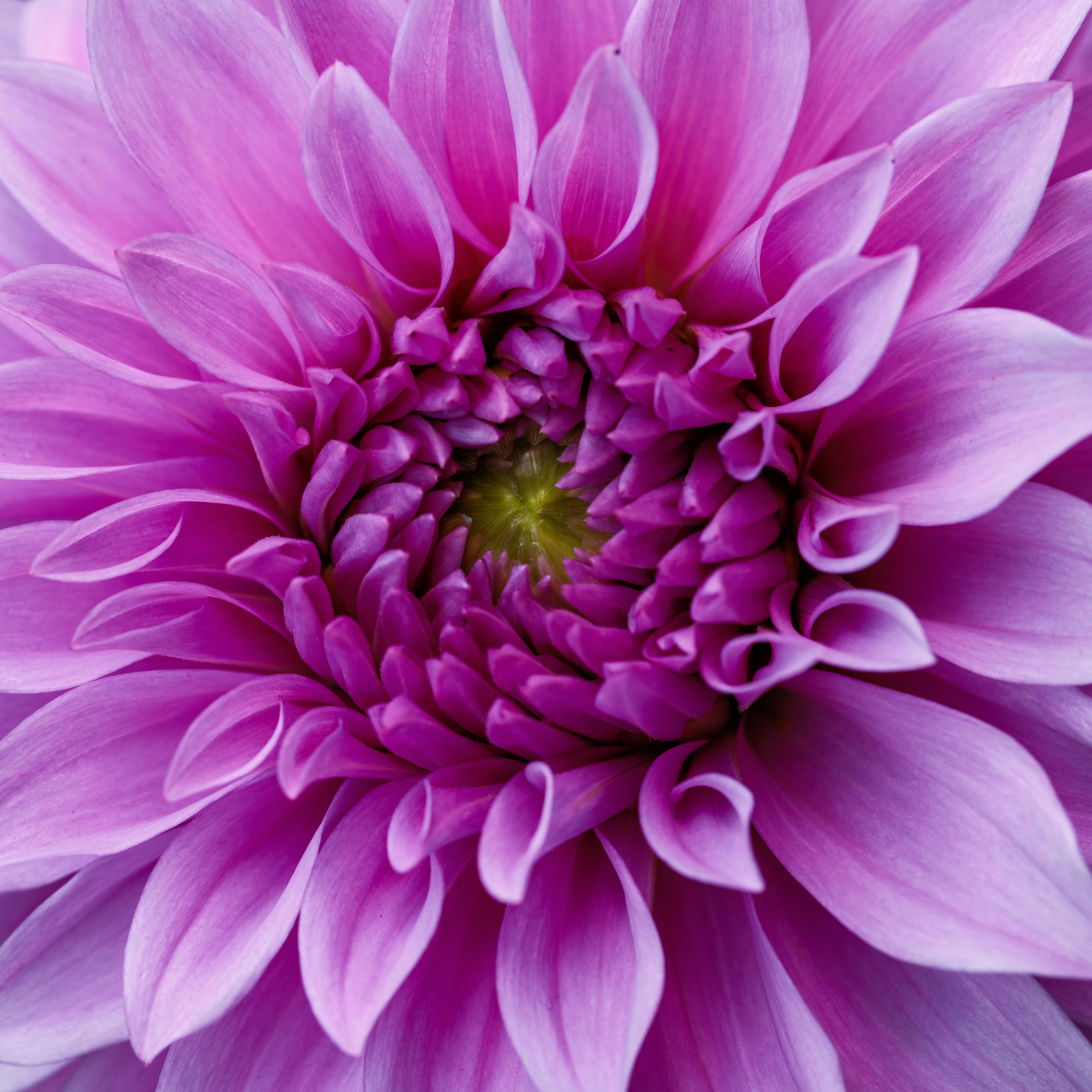 Photo by haberdoedas