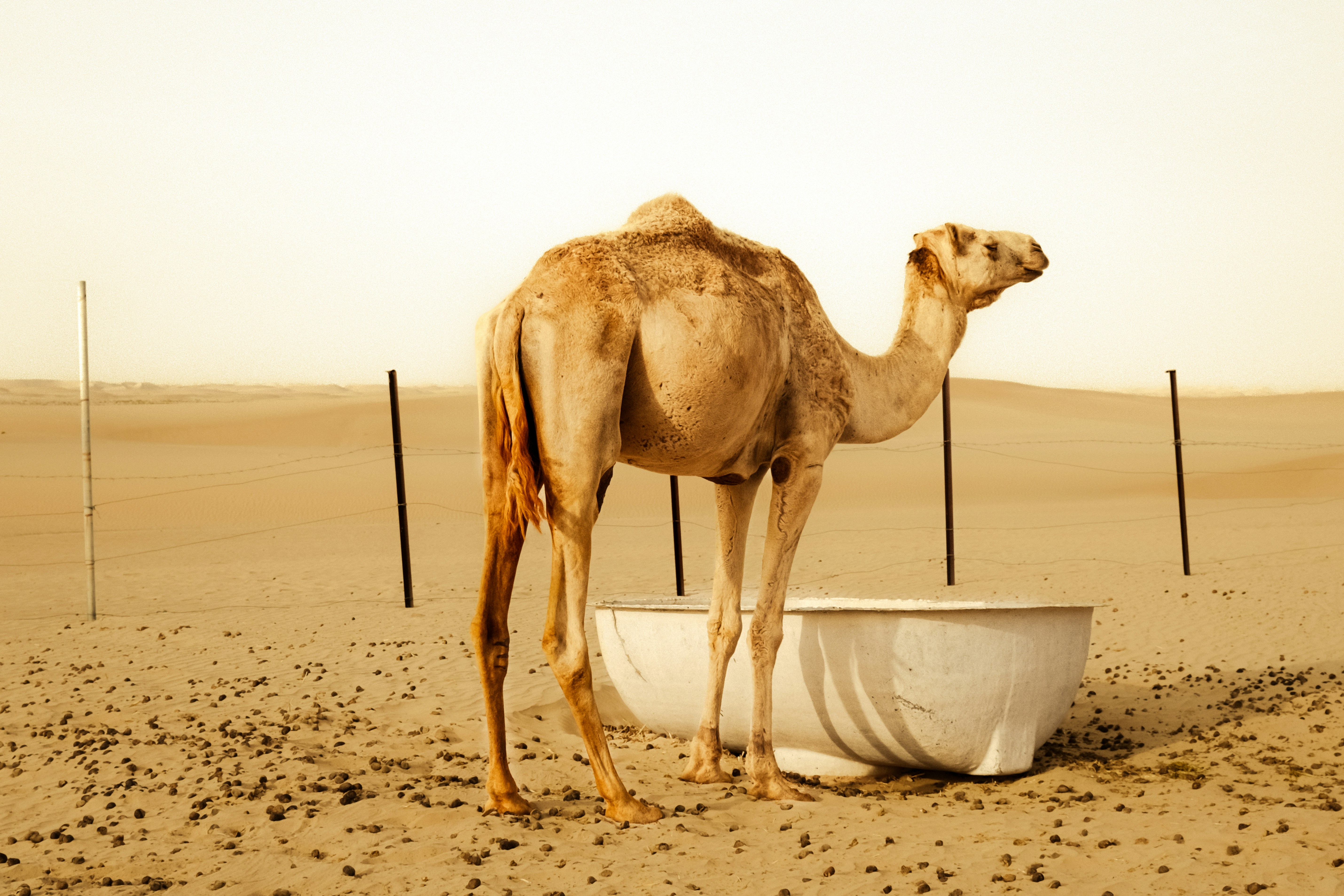A camel stands beside a water trough in the desert.