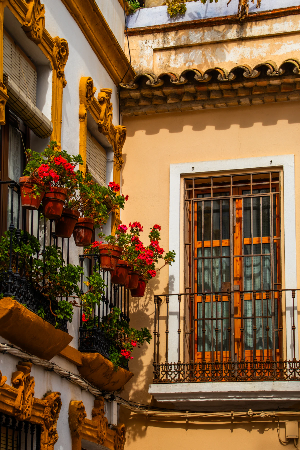 Colorful balcony flowers