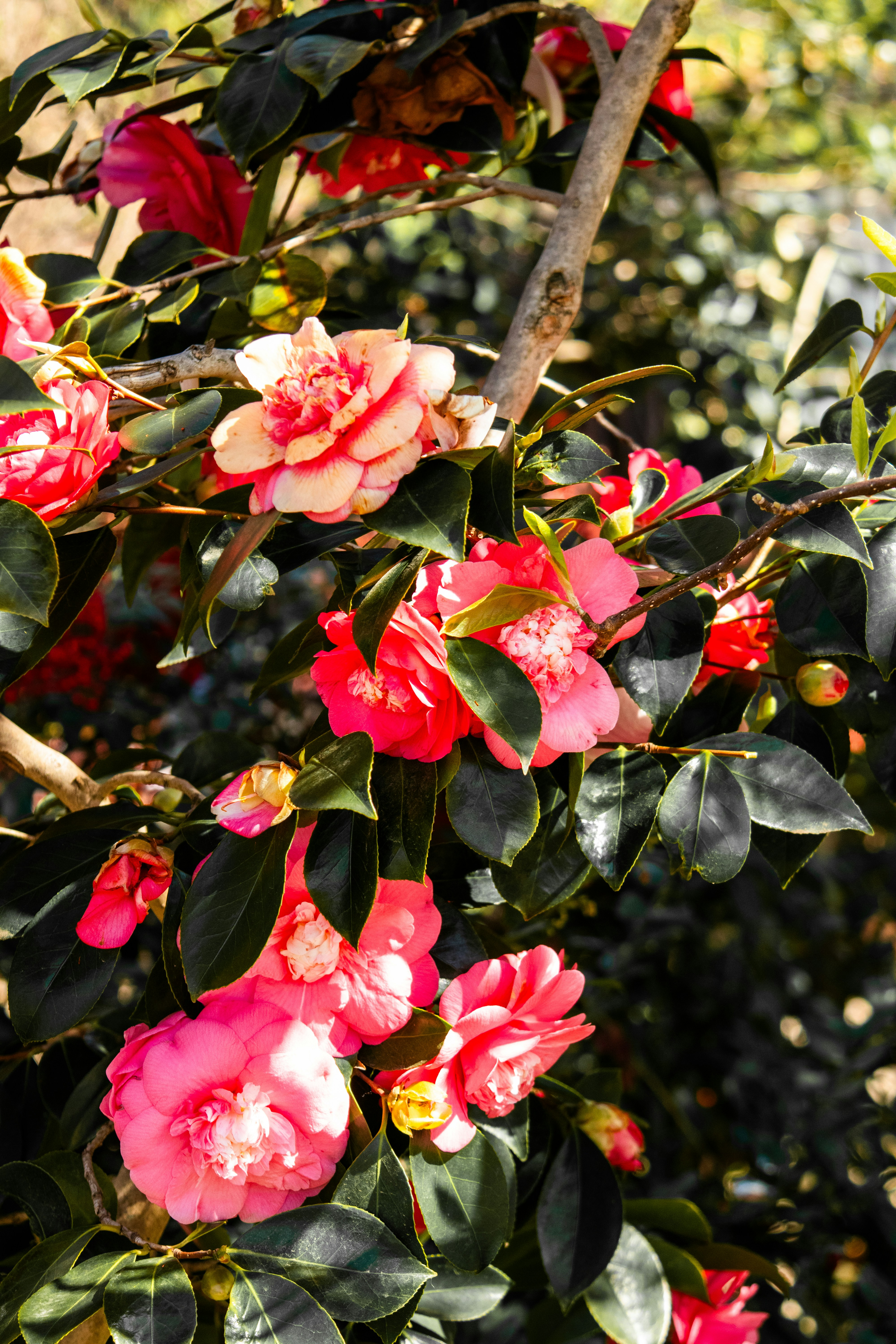 Photo by woomantsing