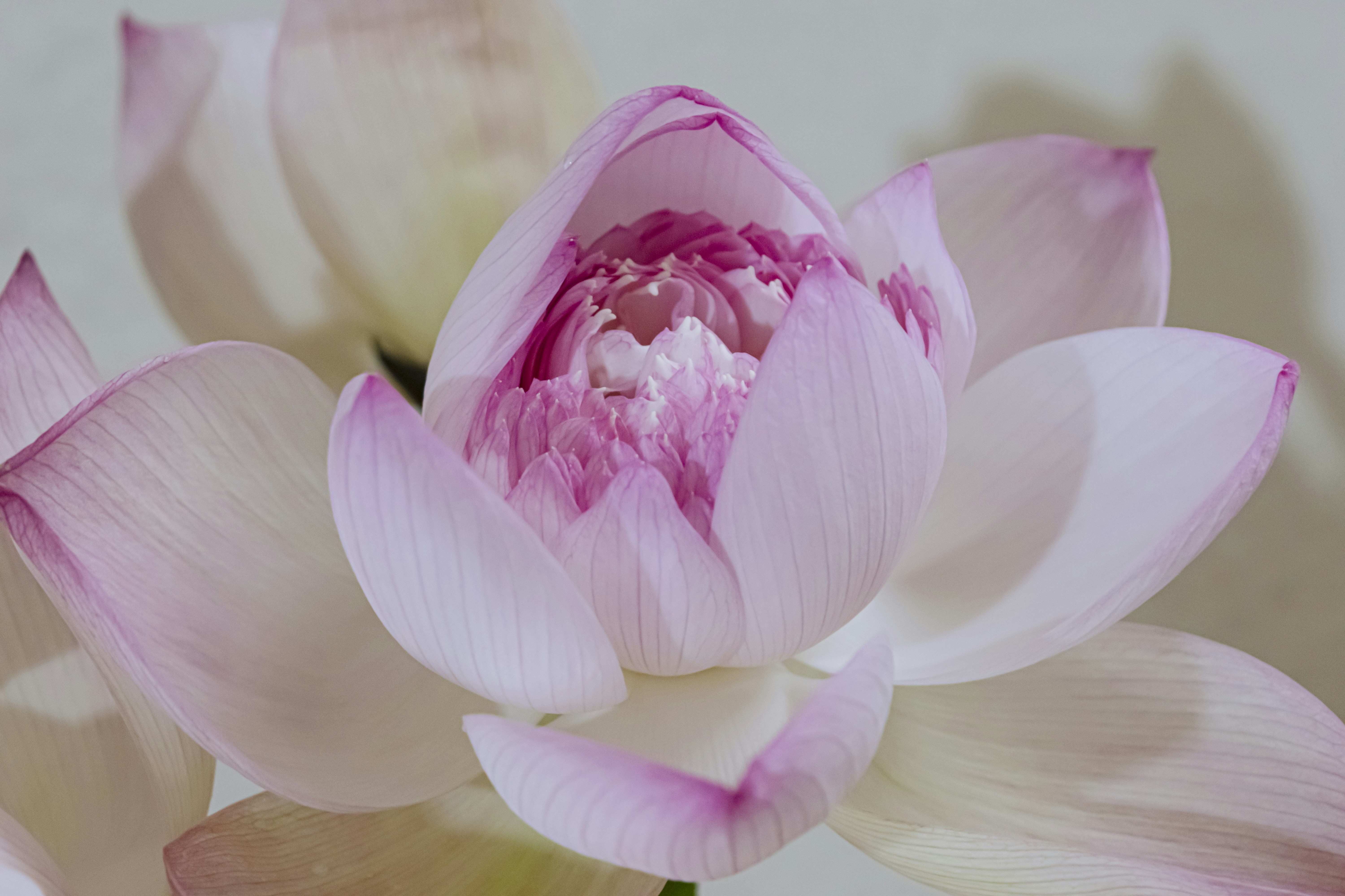 Photo by hoanganh_dreamplanie