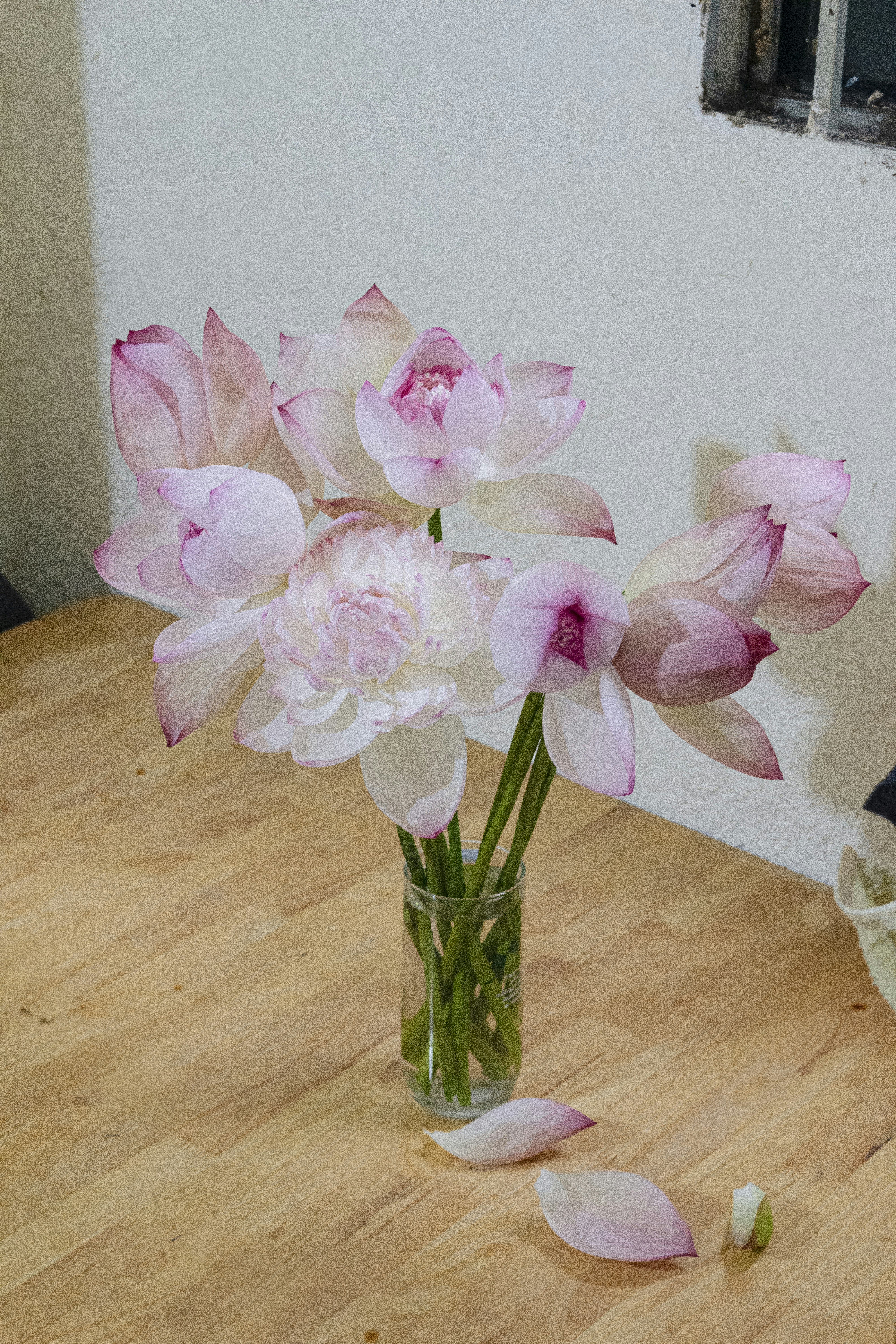 Pink lotus flowers beautifully displayed in a vase.