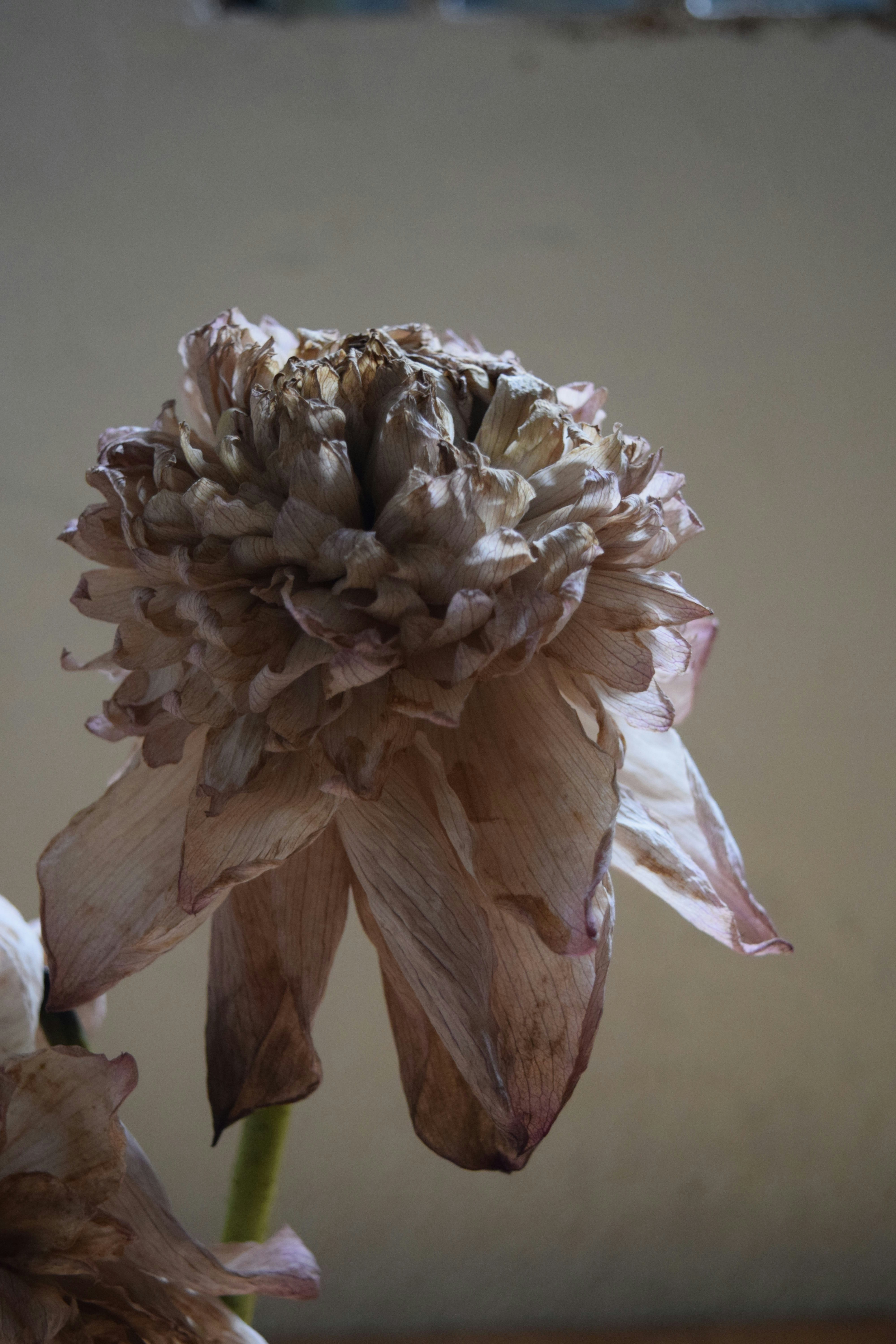The withered flower shows signs of aging.