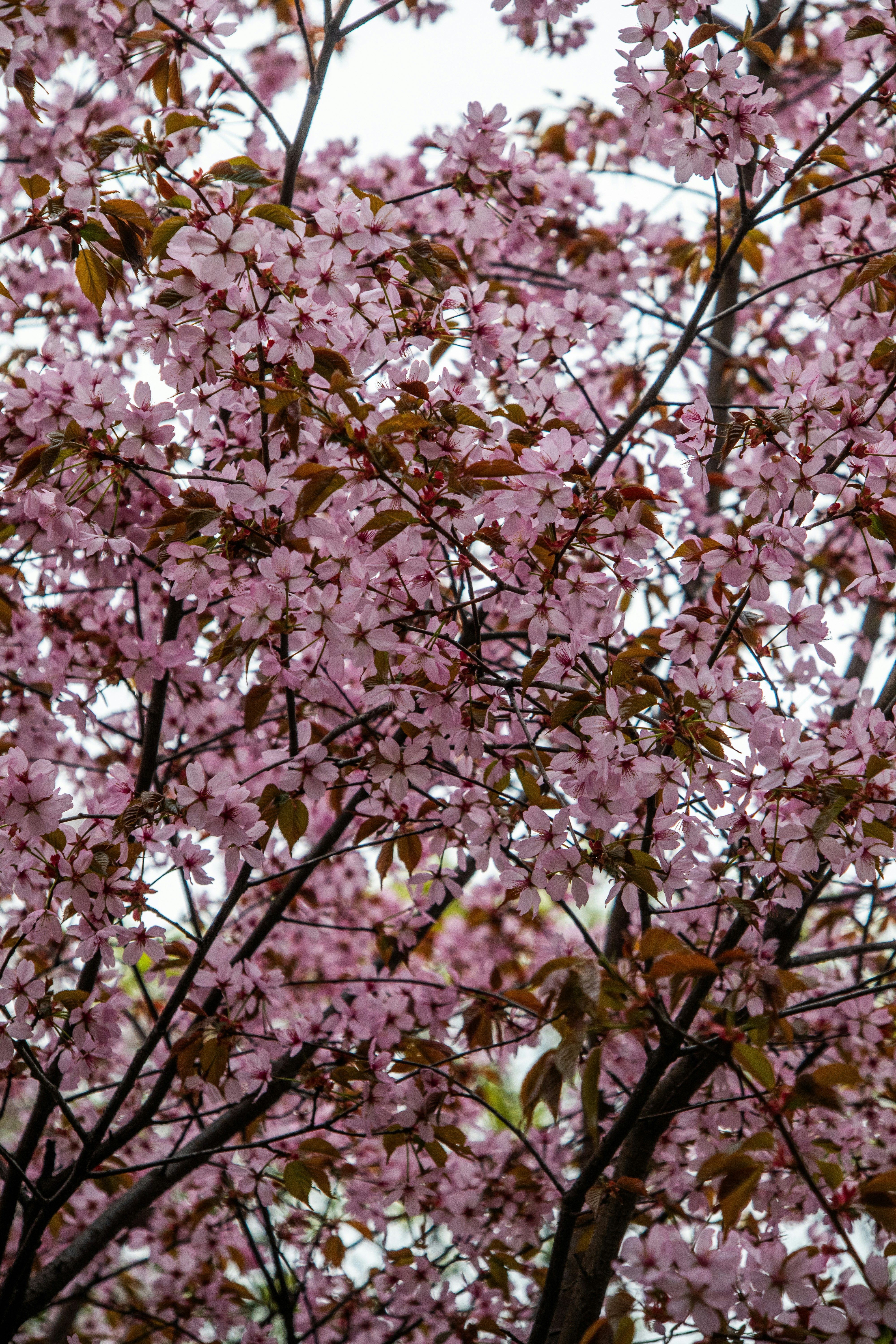 Plante Fleurs En Pleine Floraison - Photo Gratuite Sur Pixabay - Pixabay