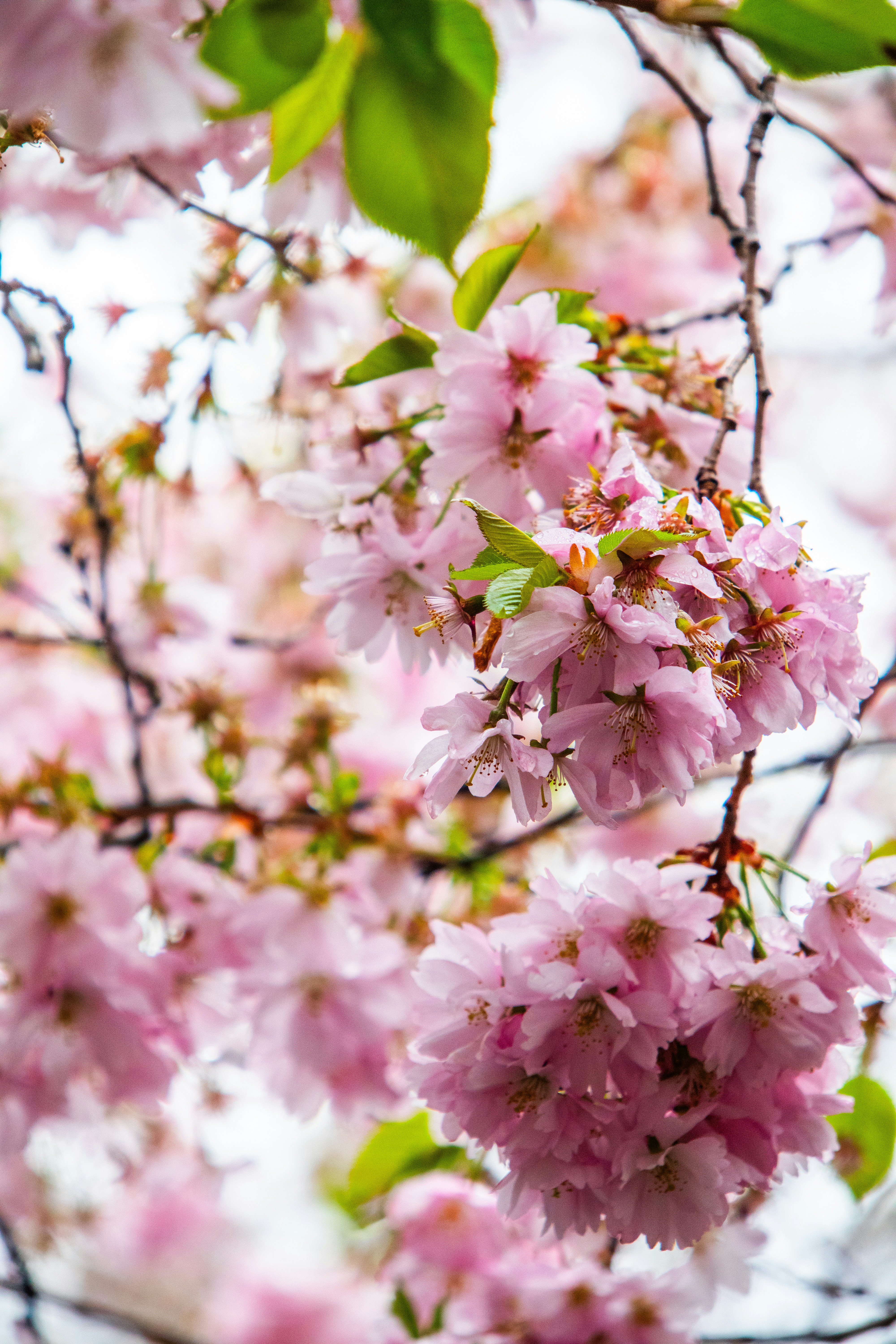 Photo by woomantsing