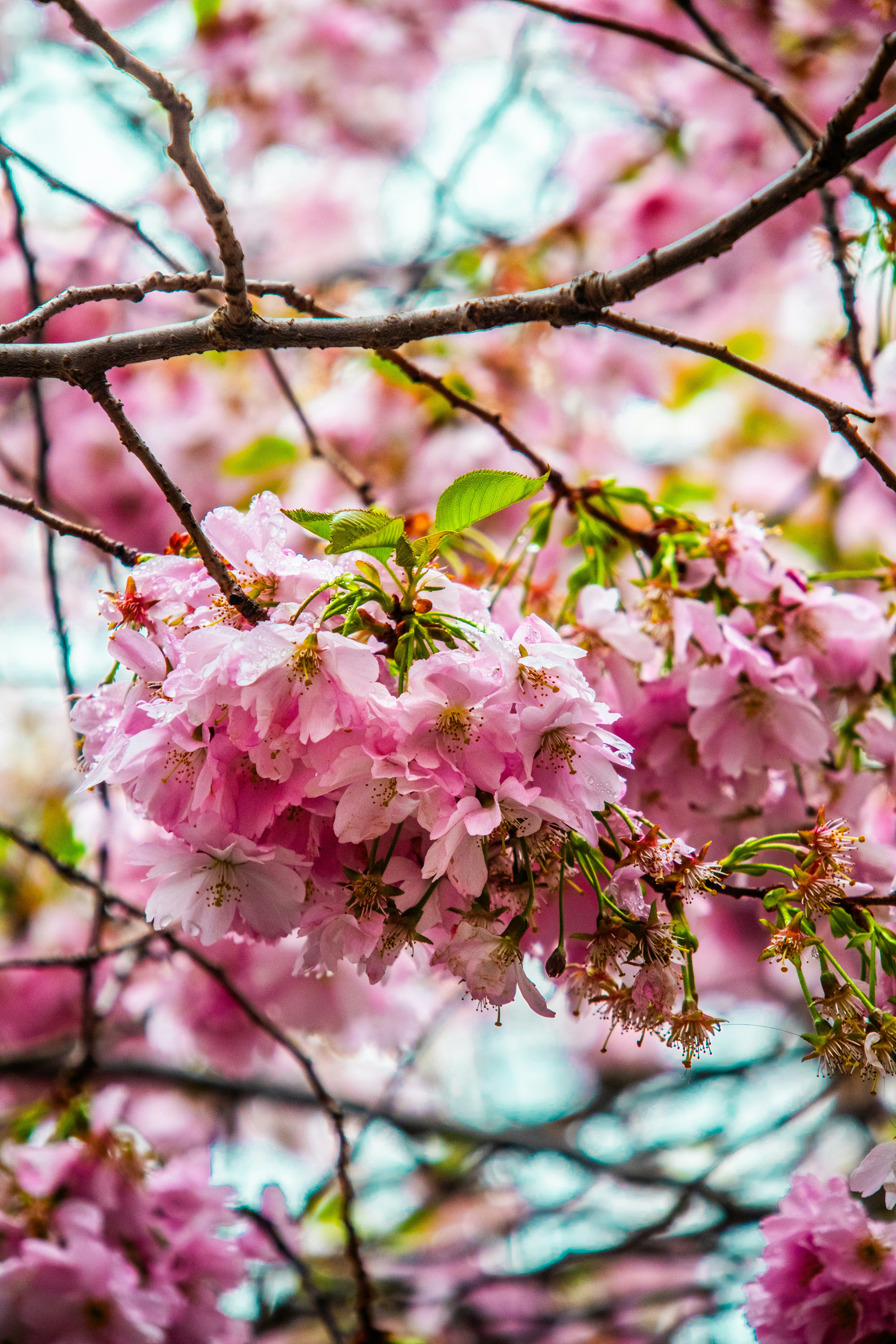 Photo by woomantsing