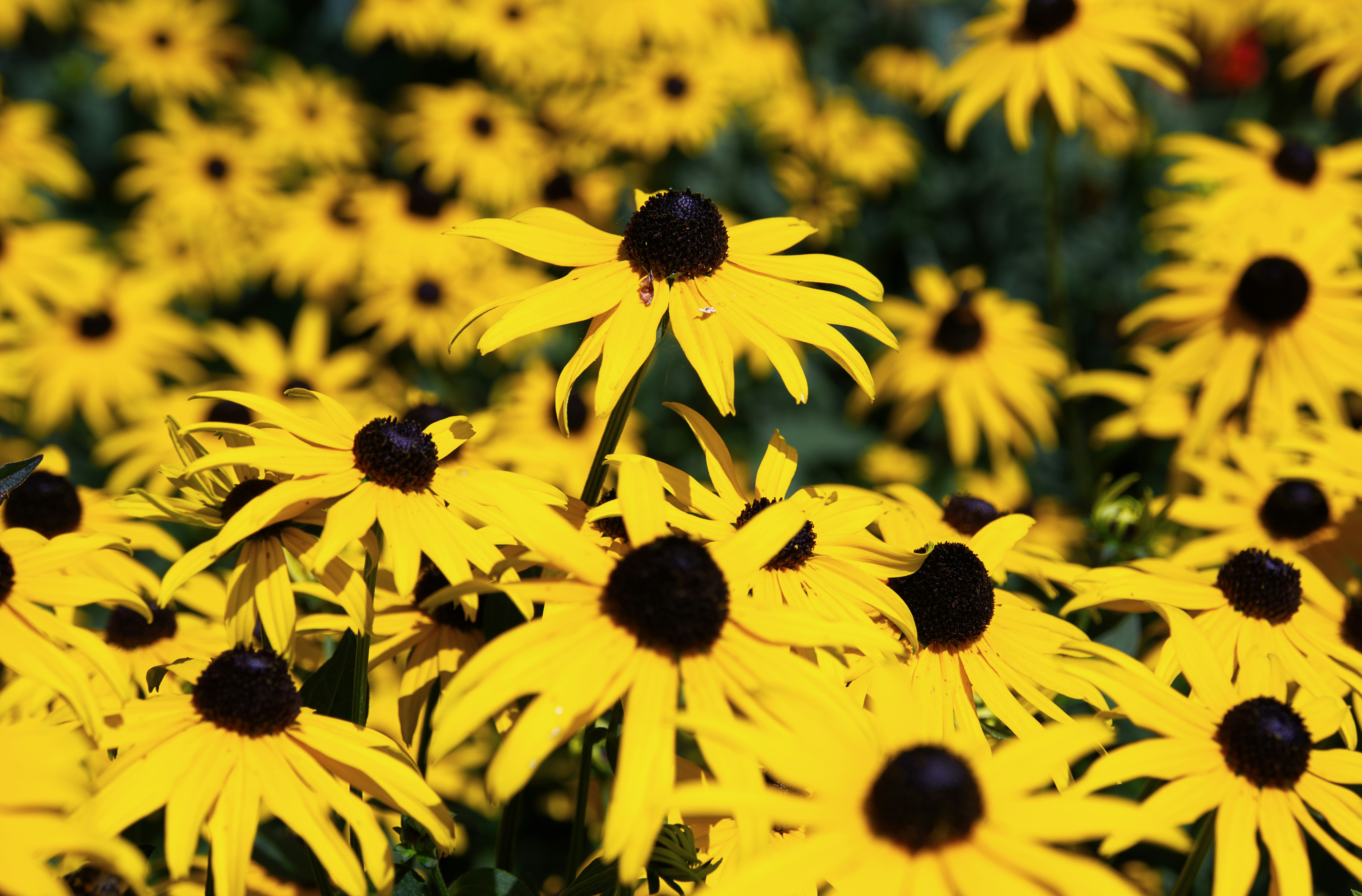 Photo by packetdiscards