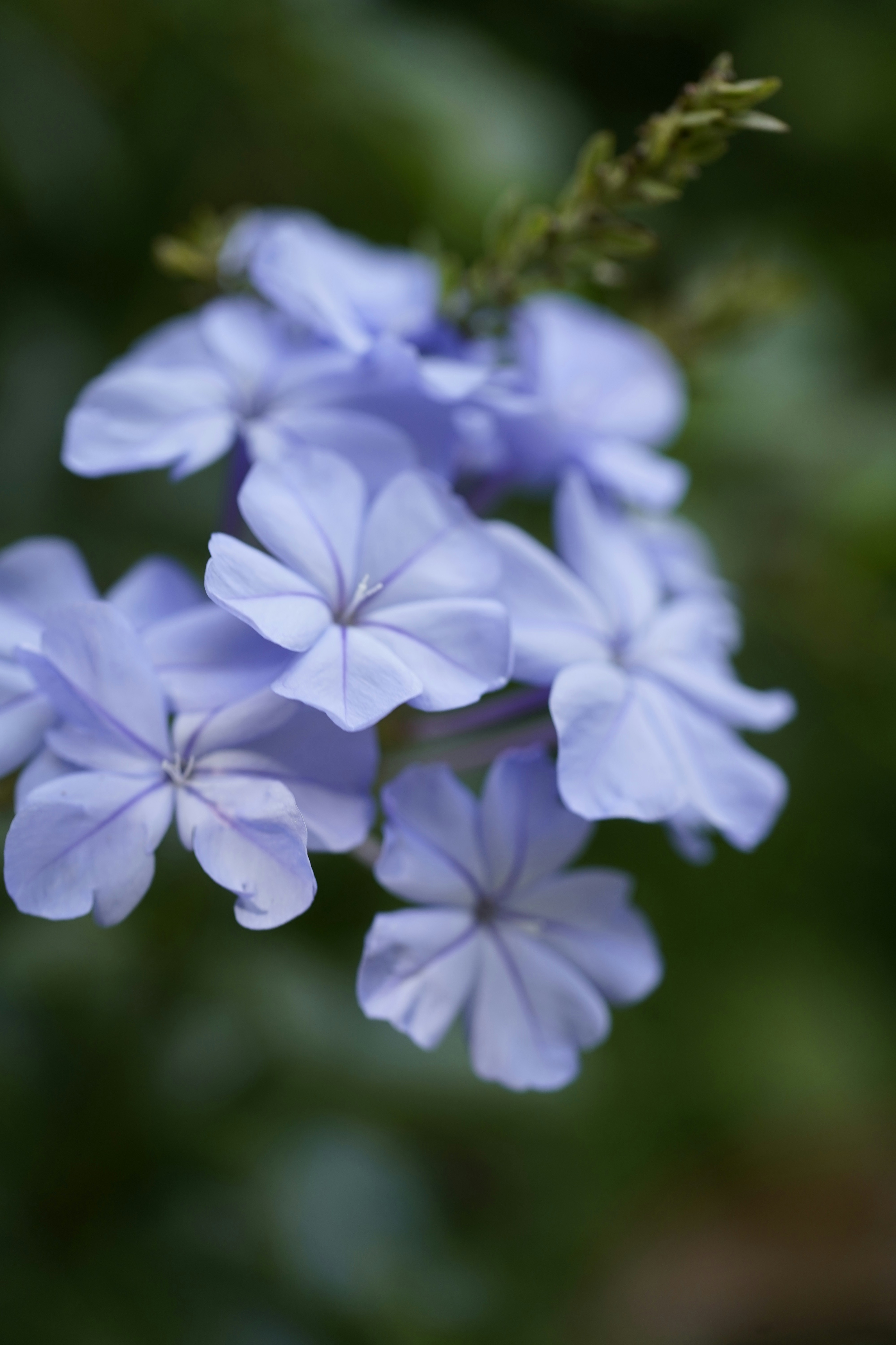Delicate blue flowers bloom in a lush garden.