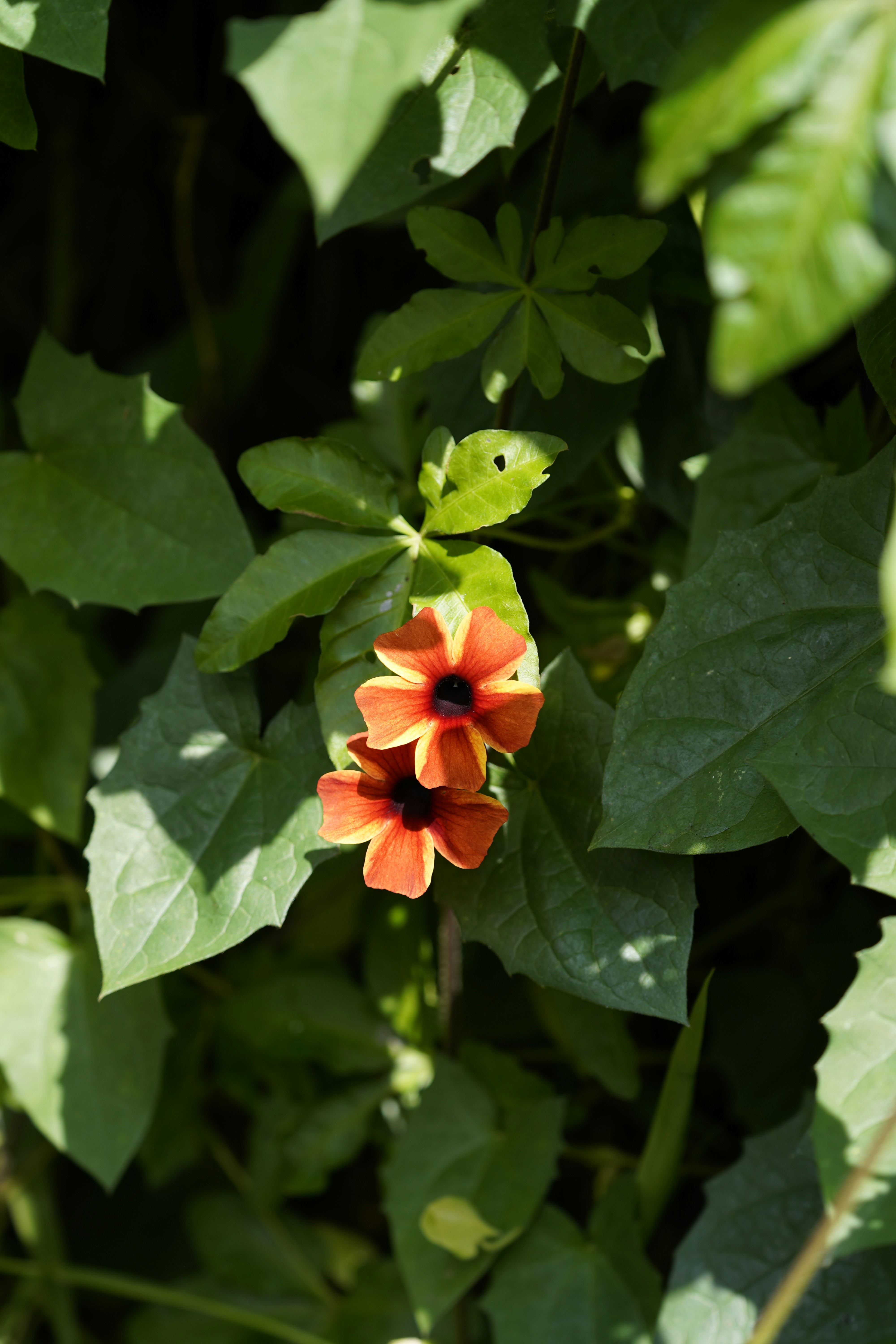 Orange flowers bloom amid lush green leaves.