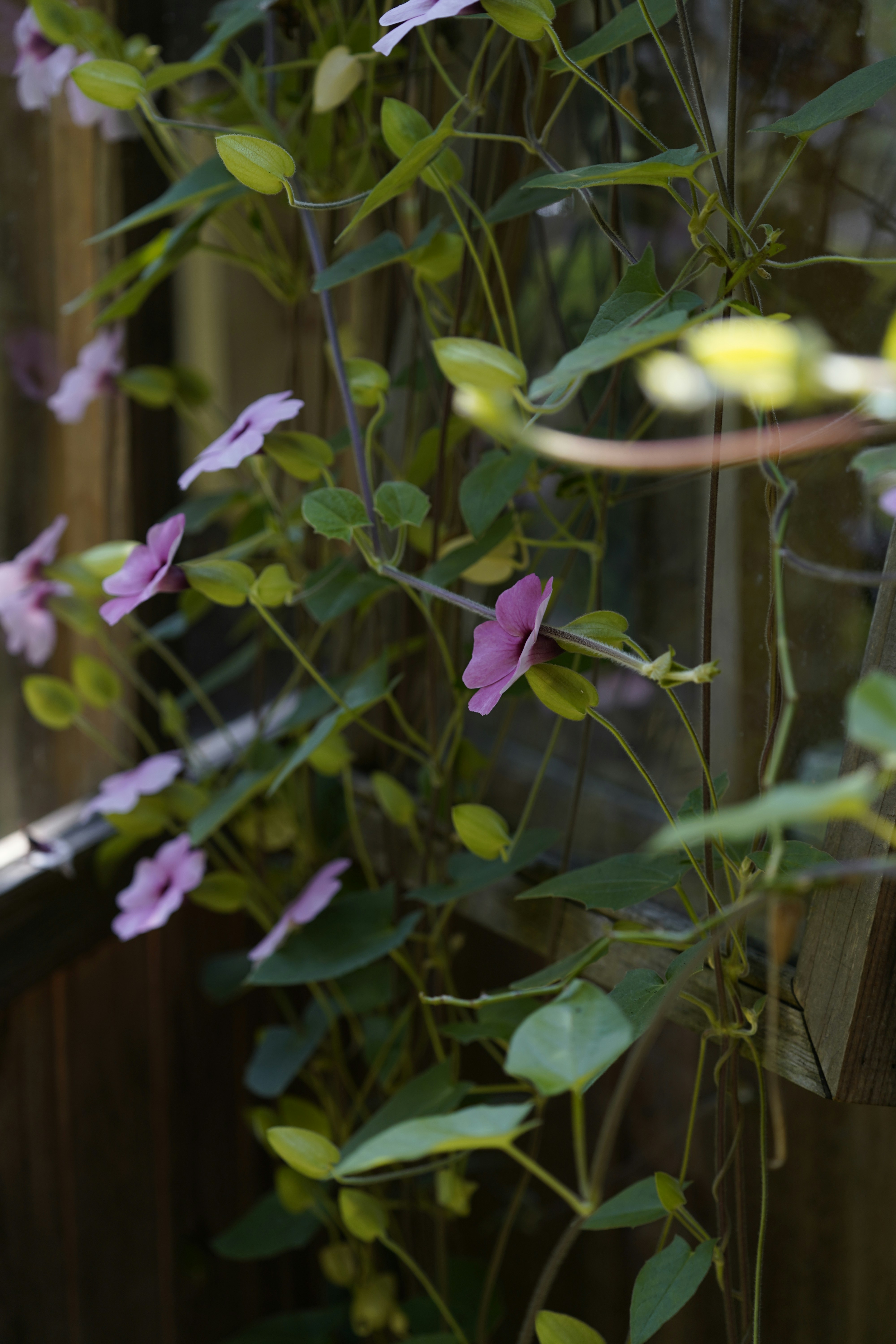 Purple flowers are growing on a vine.