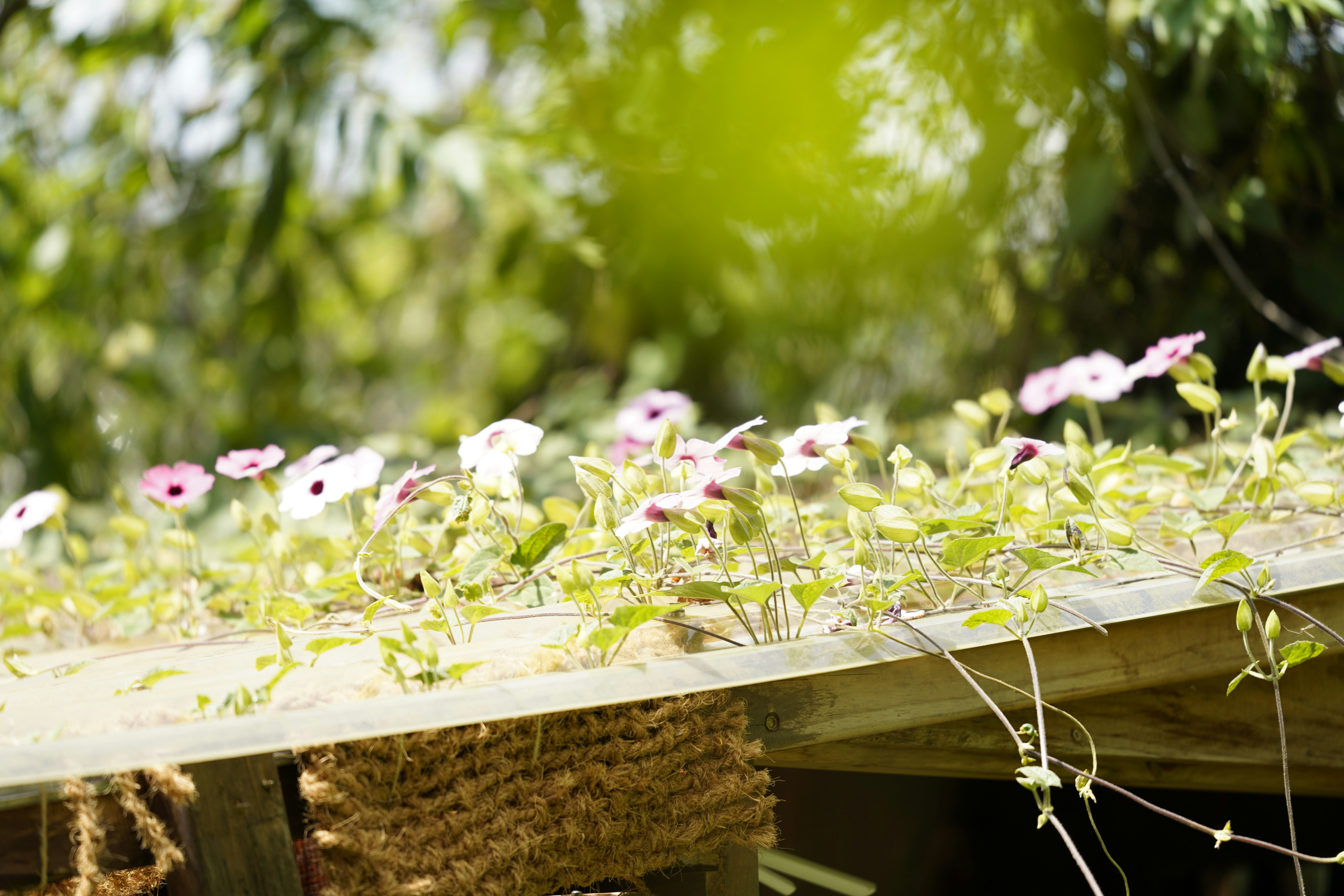 Flowers and greenery grow on a wooden surface.