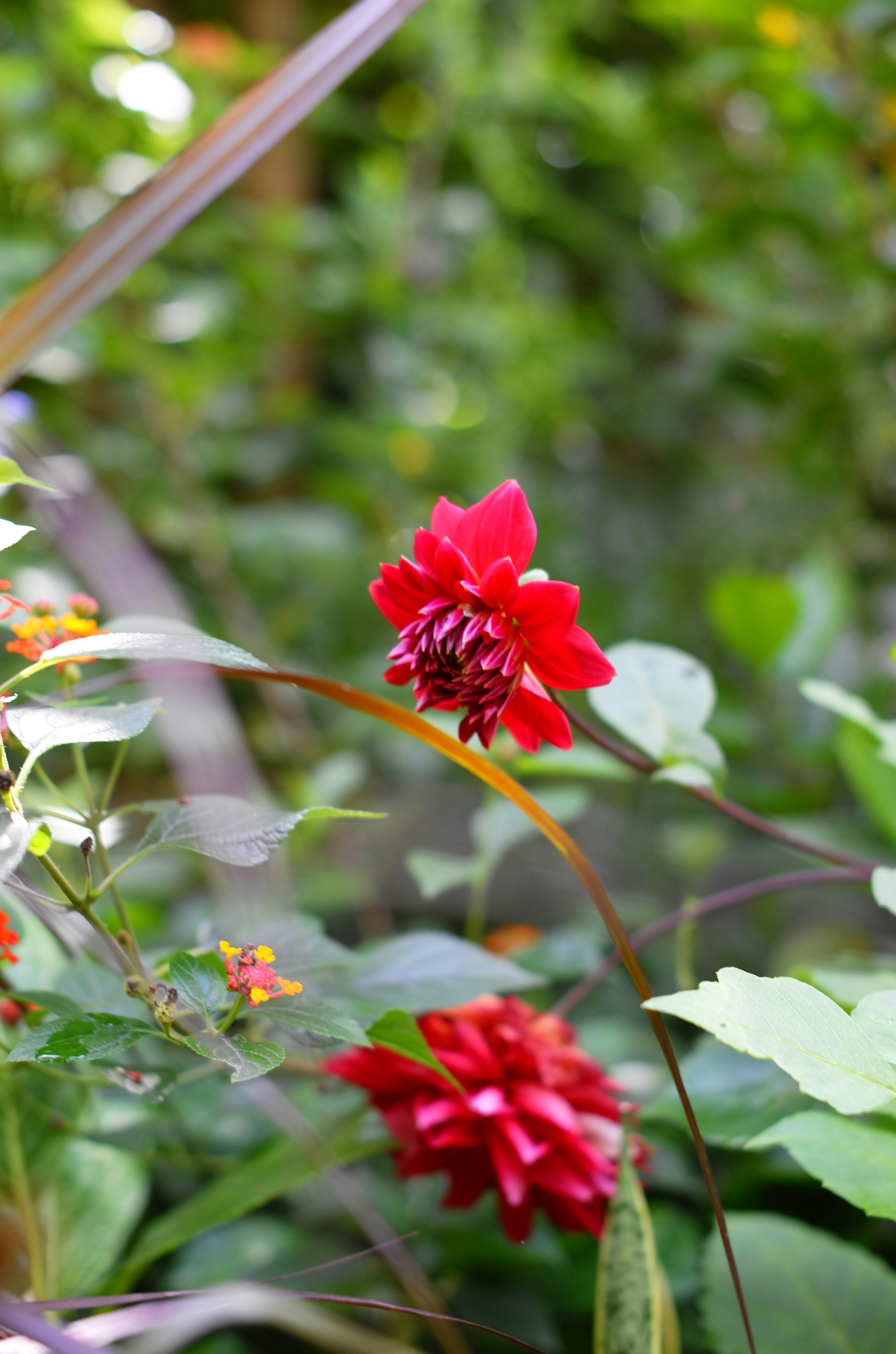 Red dahlias bloom amongst green foliage.