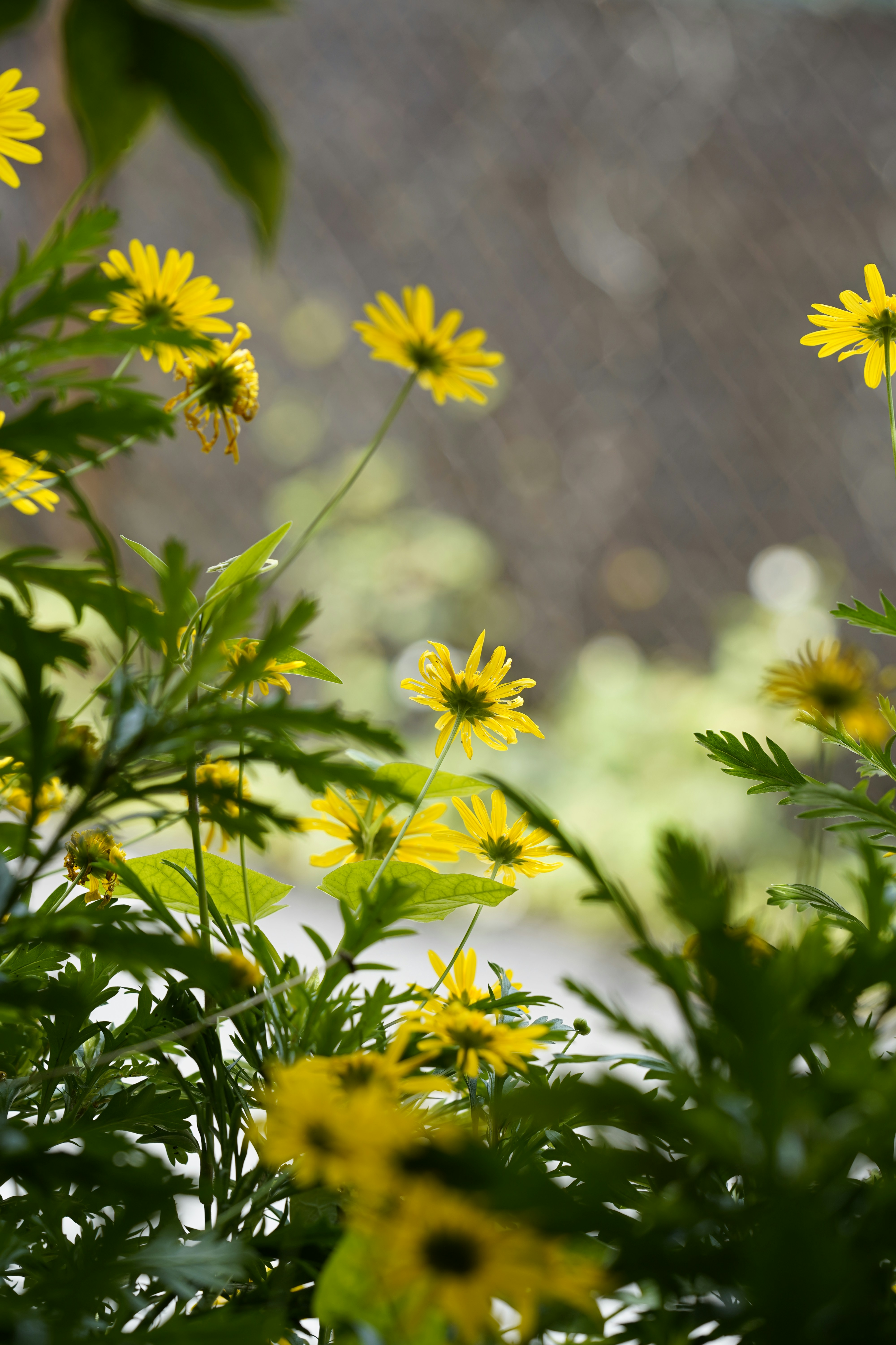 Yellow flowers bloom in the sunlight.