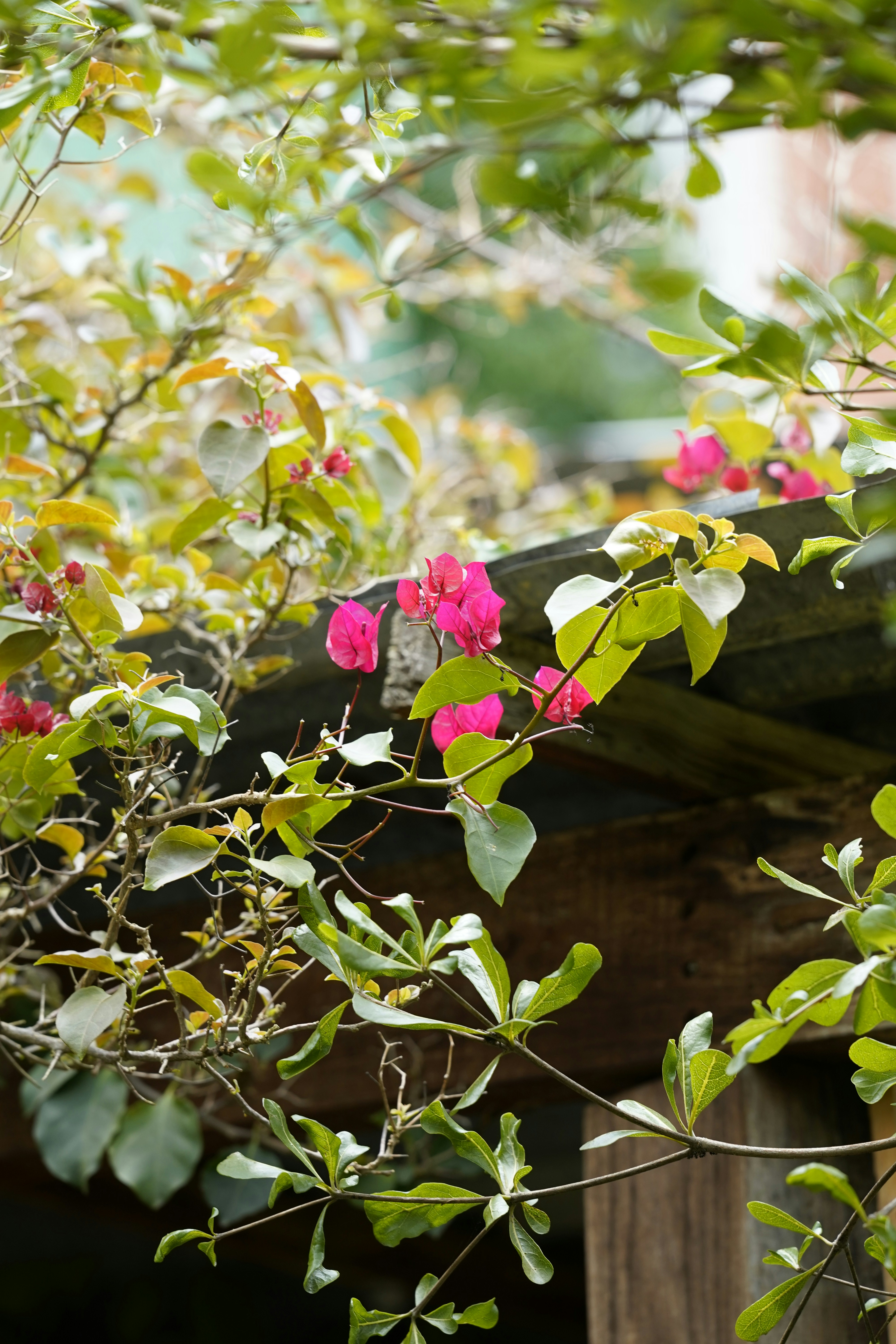 Pink flowers bloom amidst green foliage.