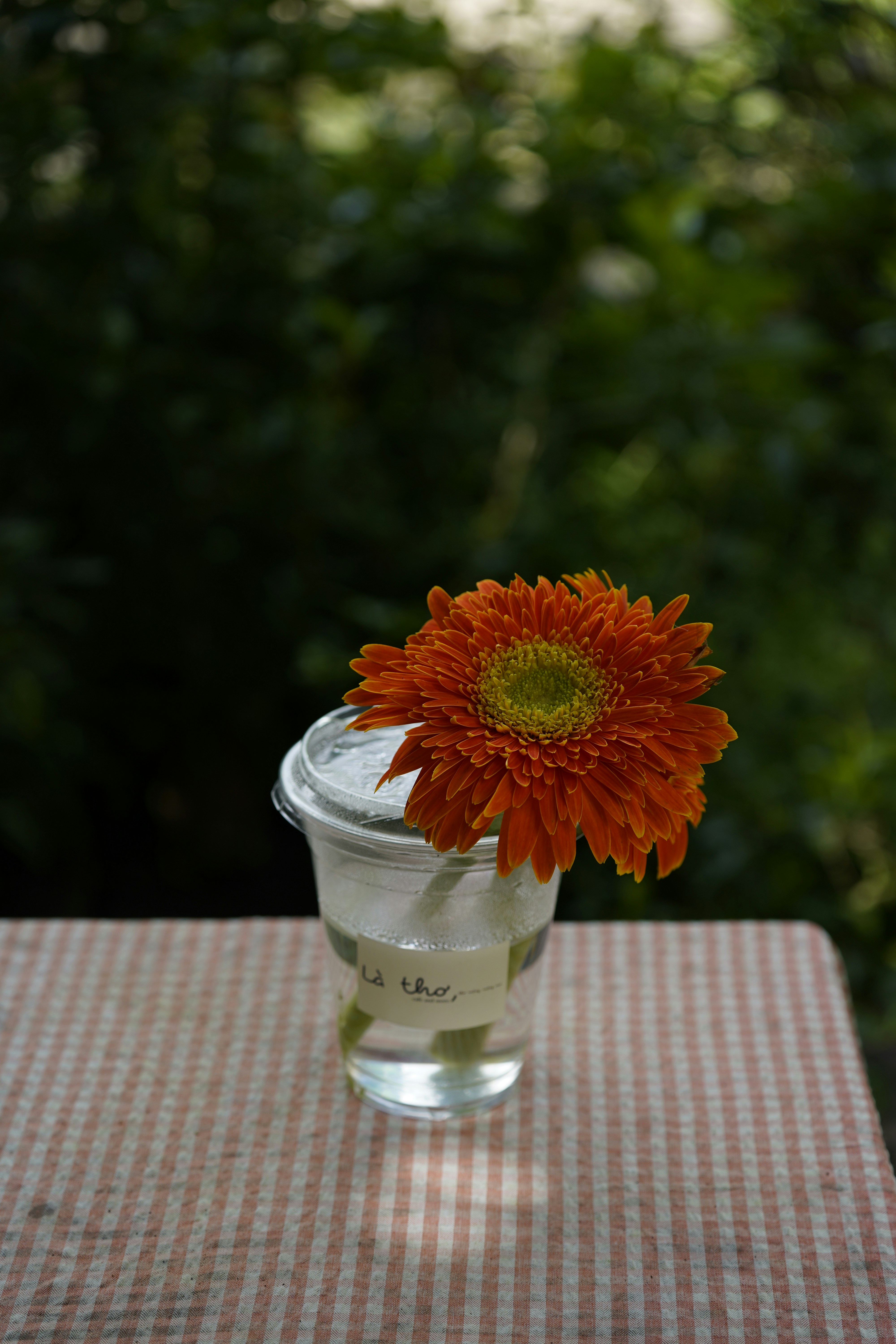 Orange flower in cup, outdoors.