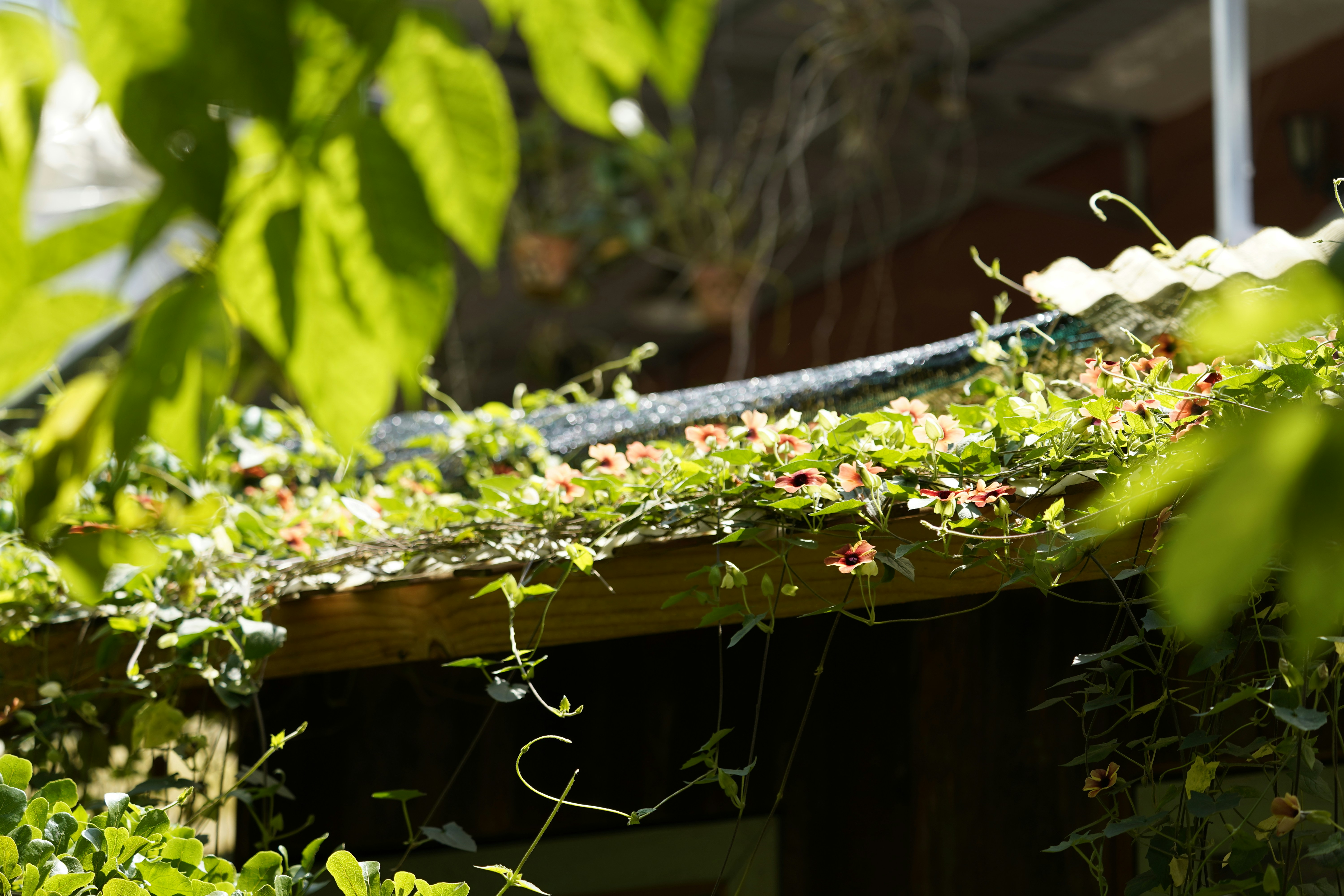 Plants cover a roof in the sunshine.