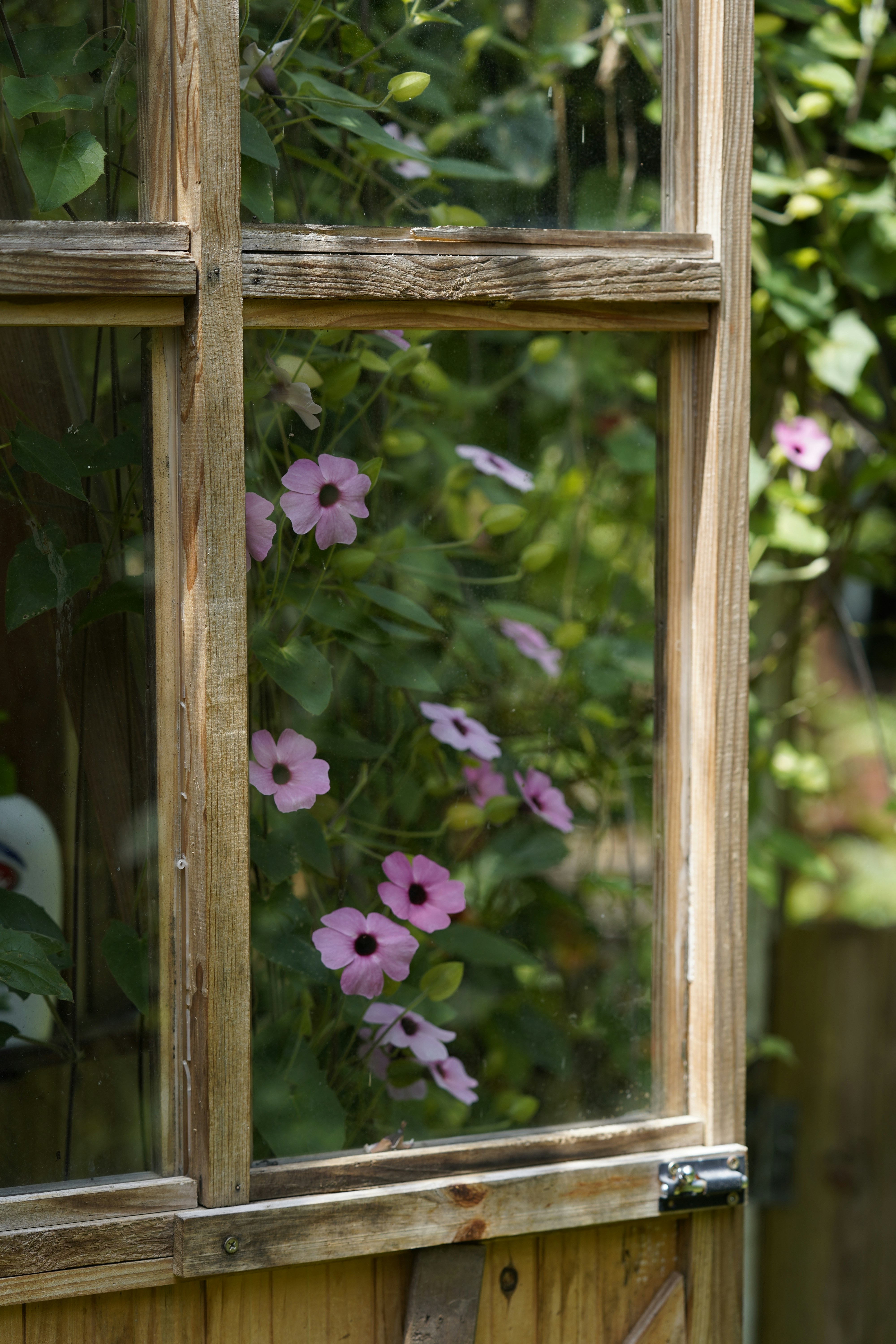 Flowers bloom through a wooden-framed window.