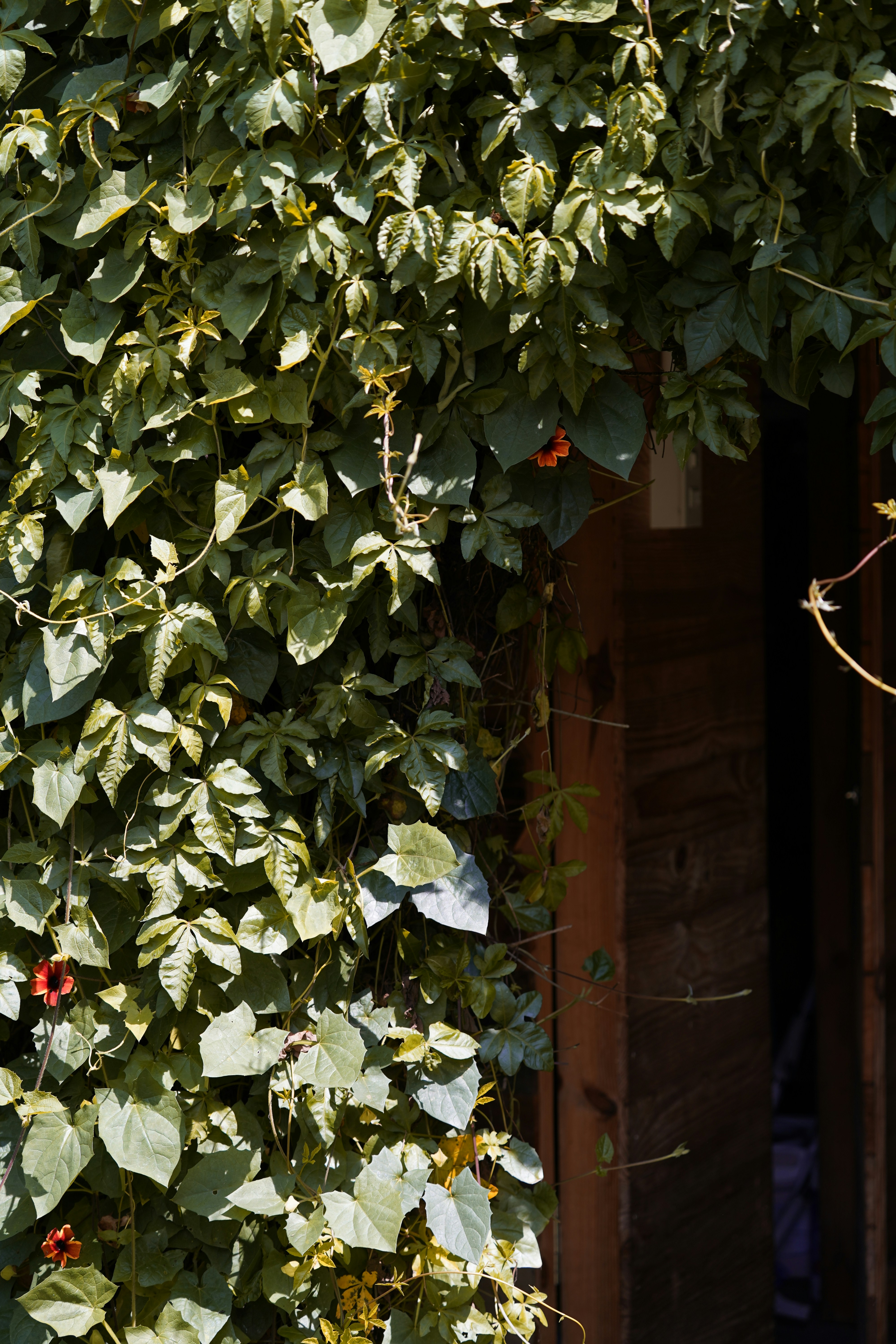 Green ivy covers a wooden doorway.
