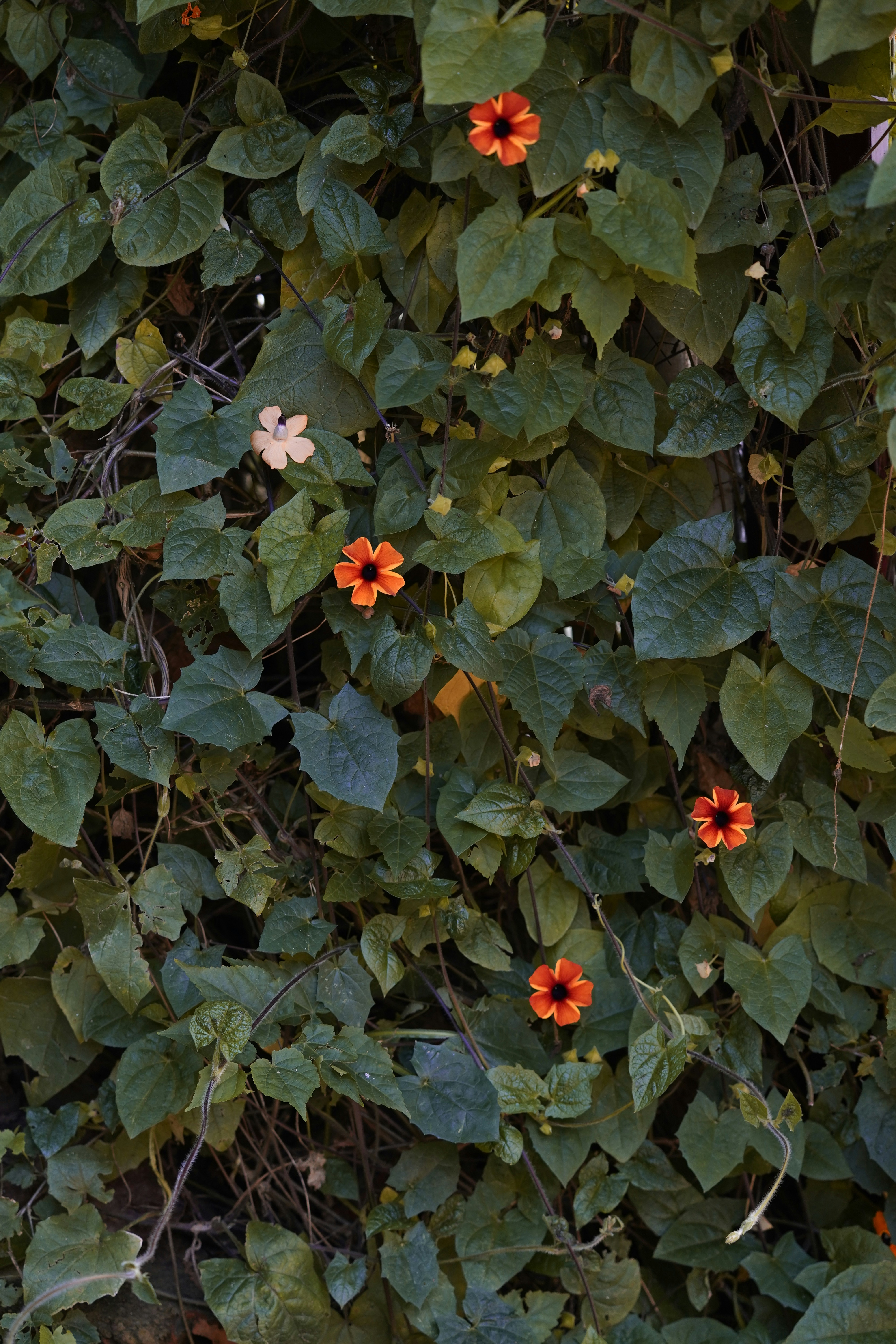 Orange flowers bloom amongst lush green vines.